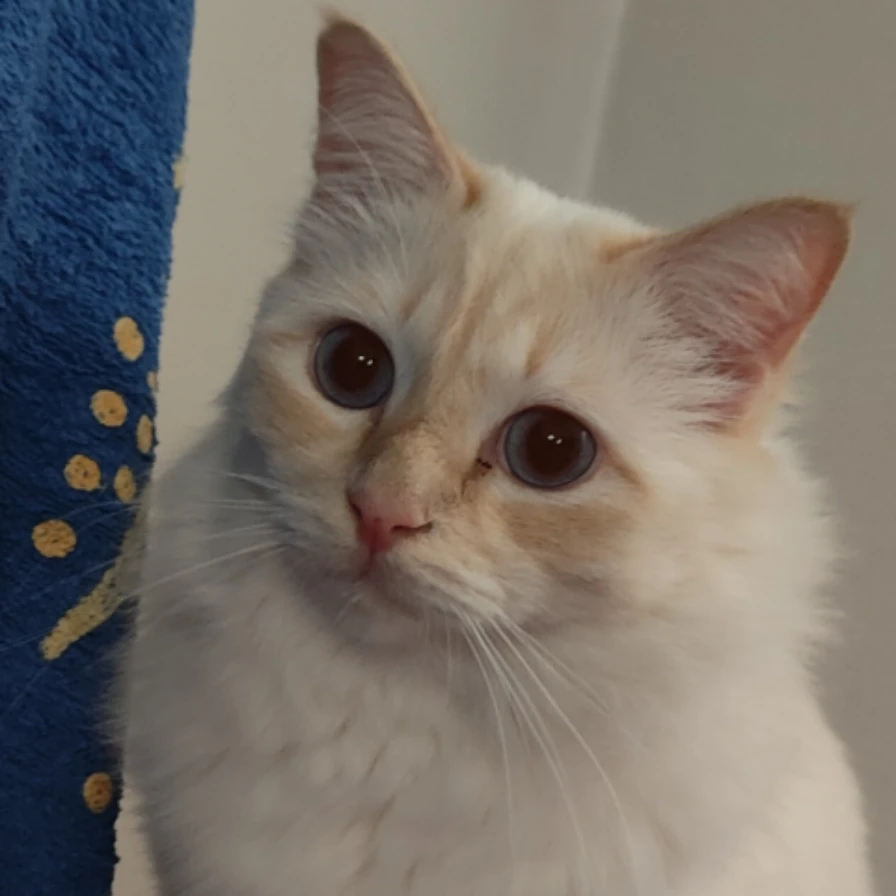 Oscar