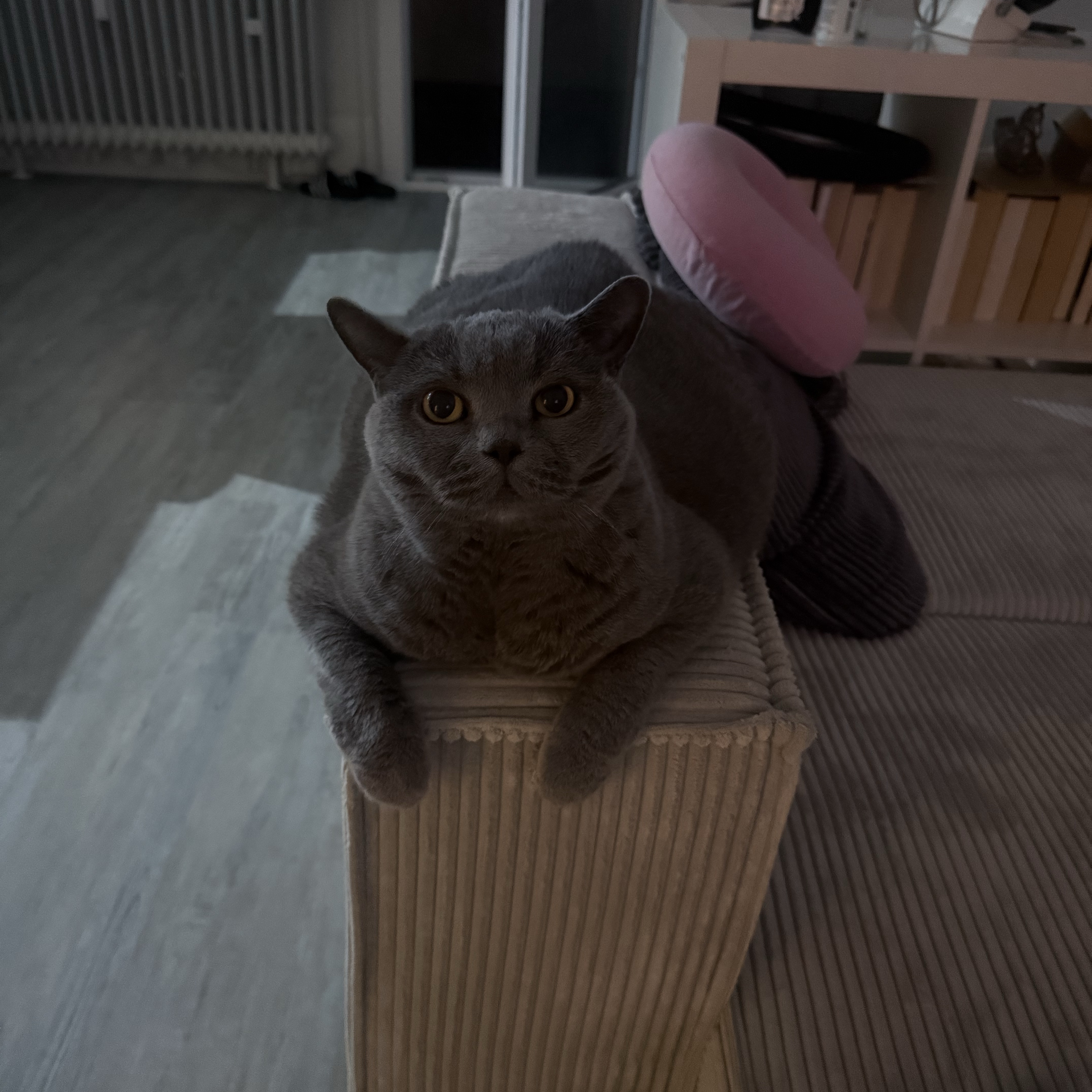 Akira