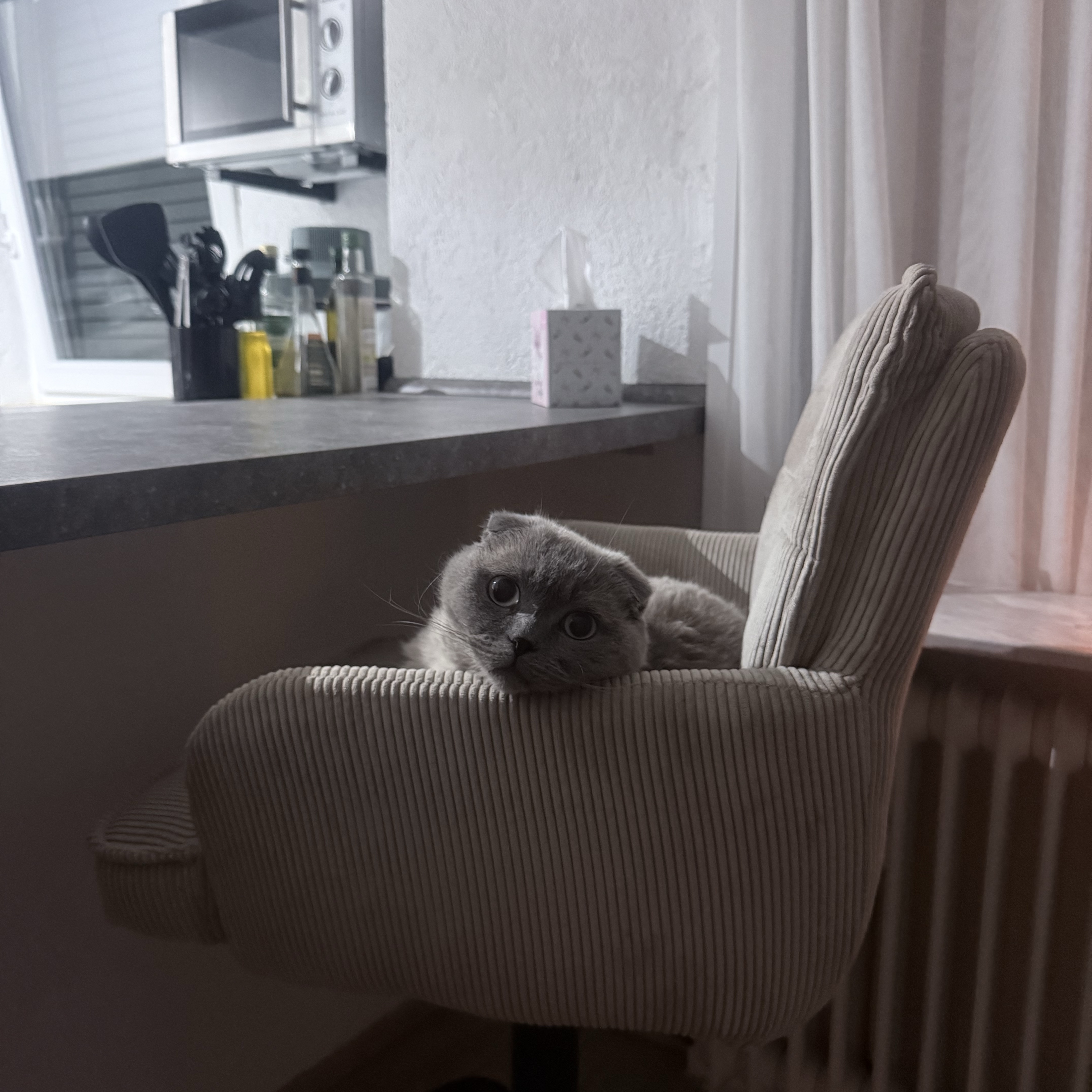 Balou