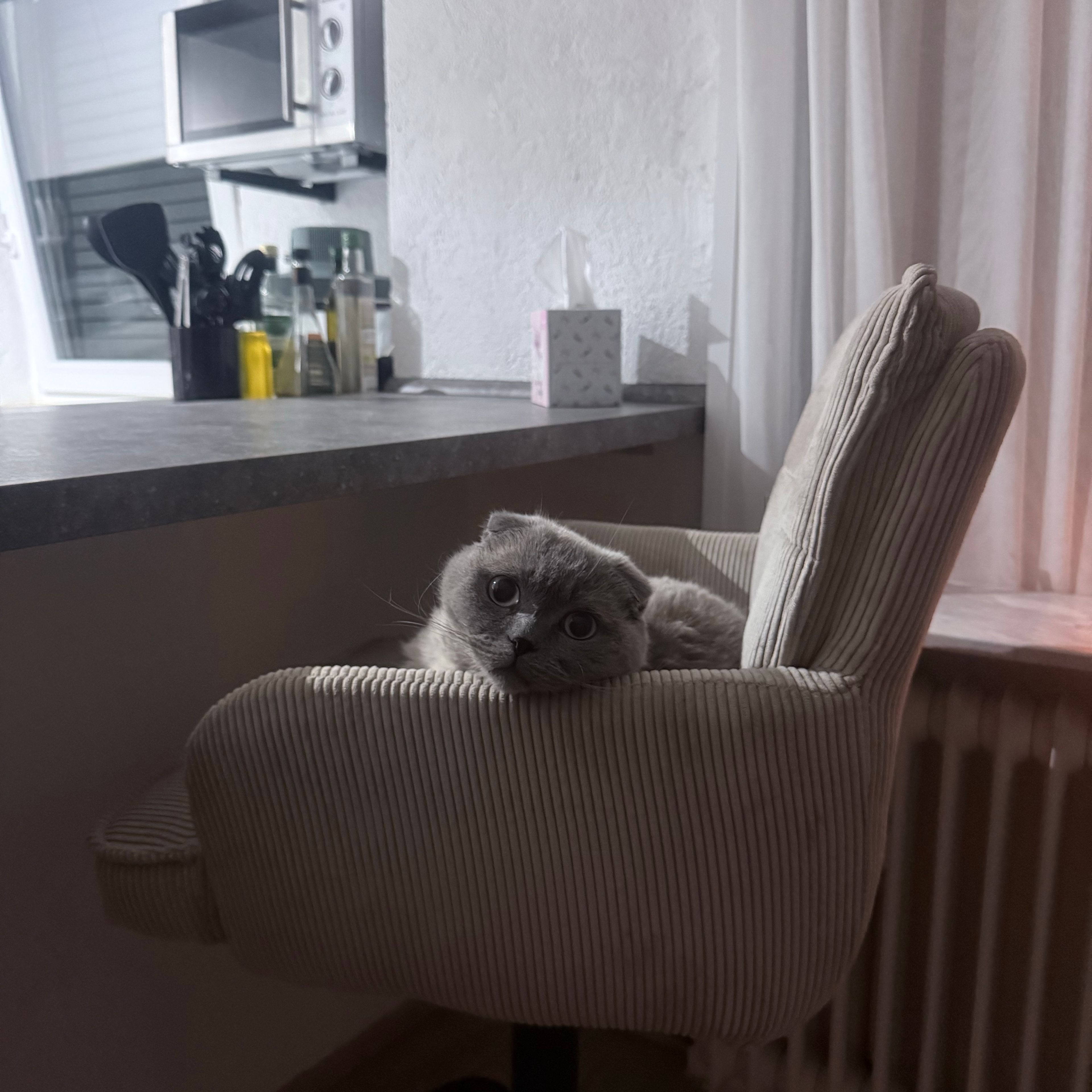 Balou