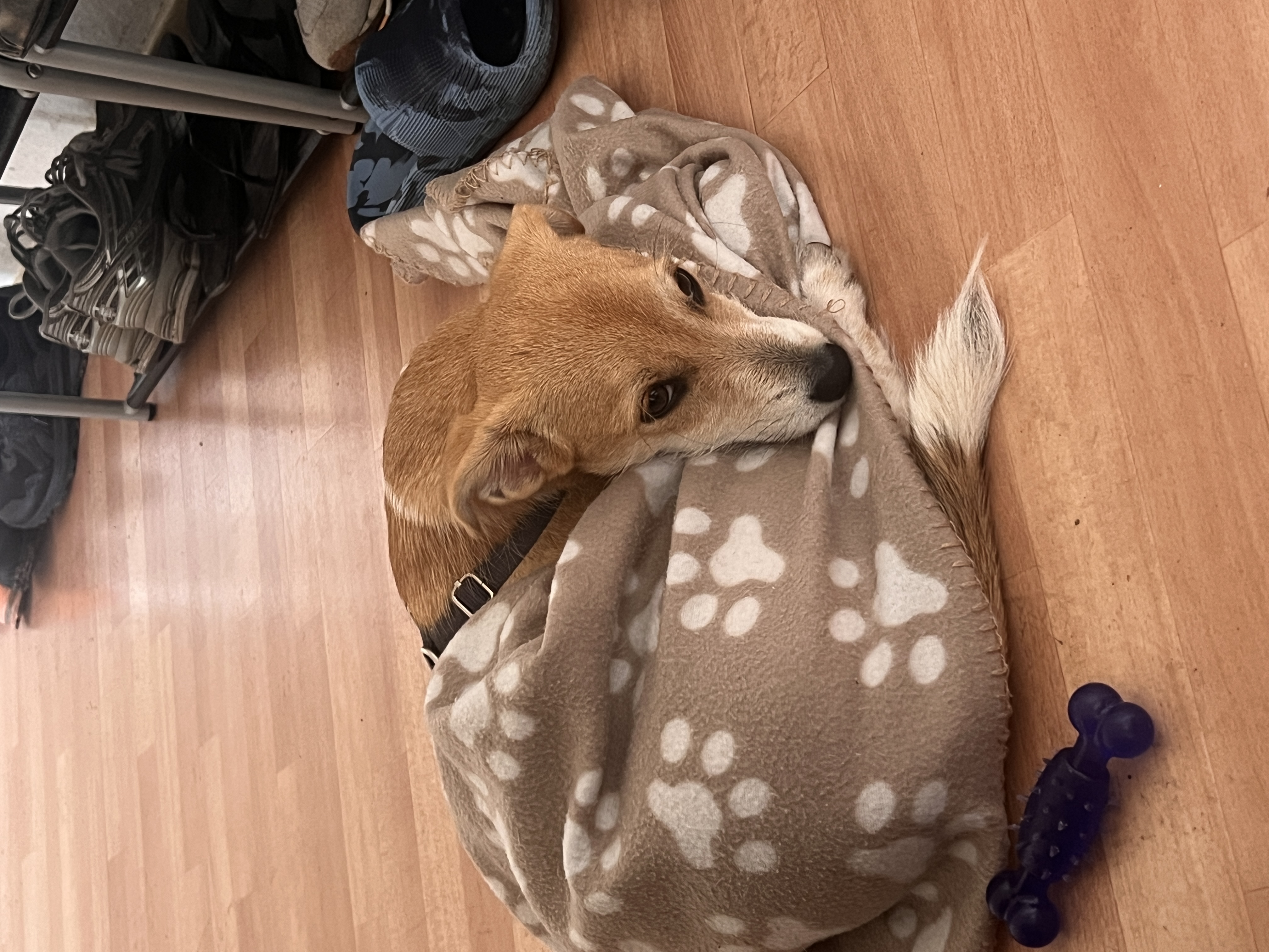 image-15
