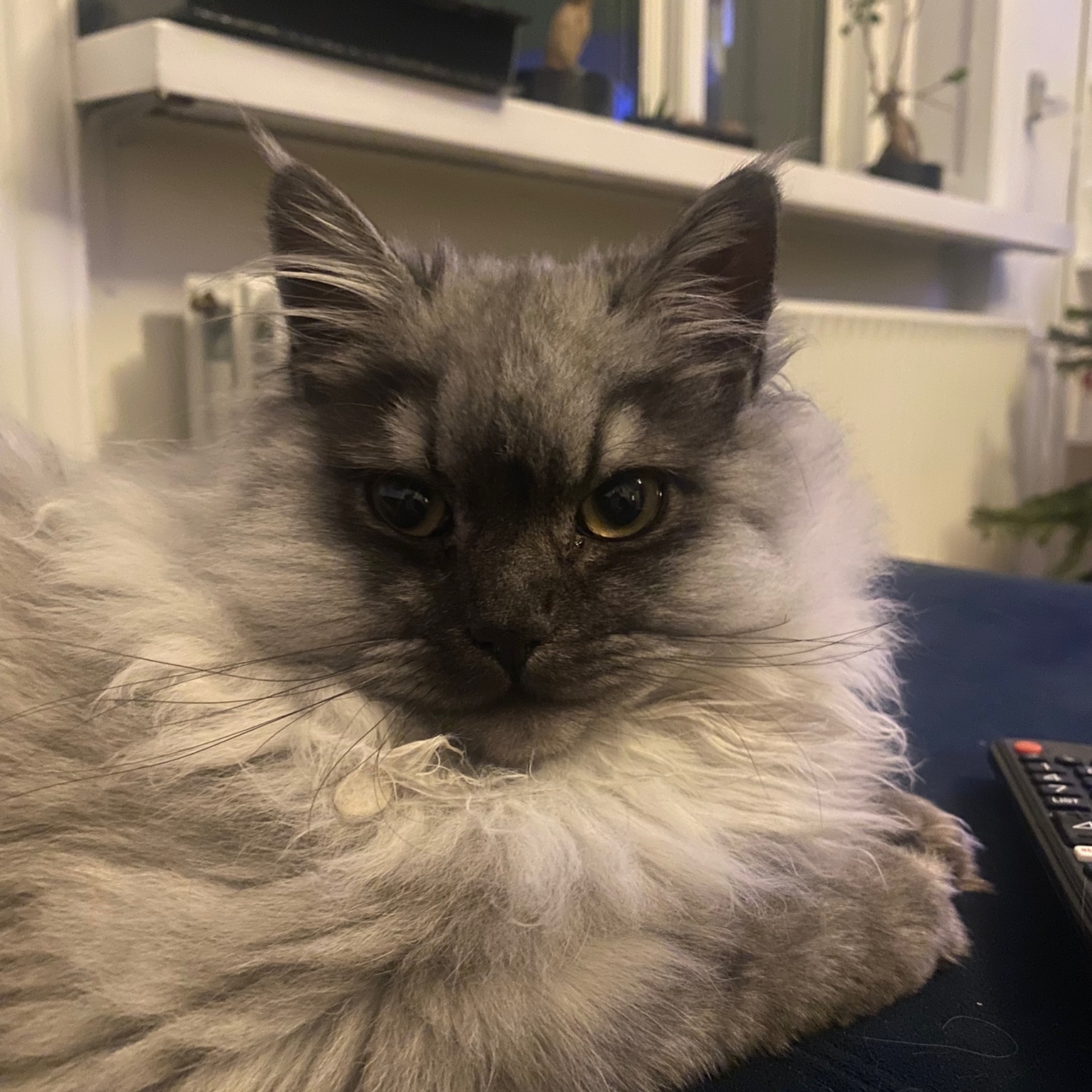 Daisy
