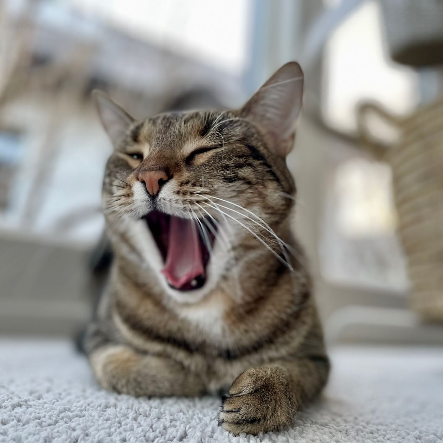 Eddy, Stan und Charly