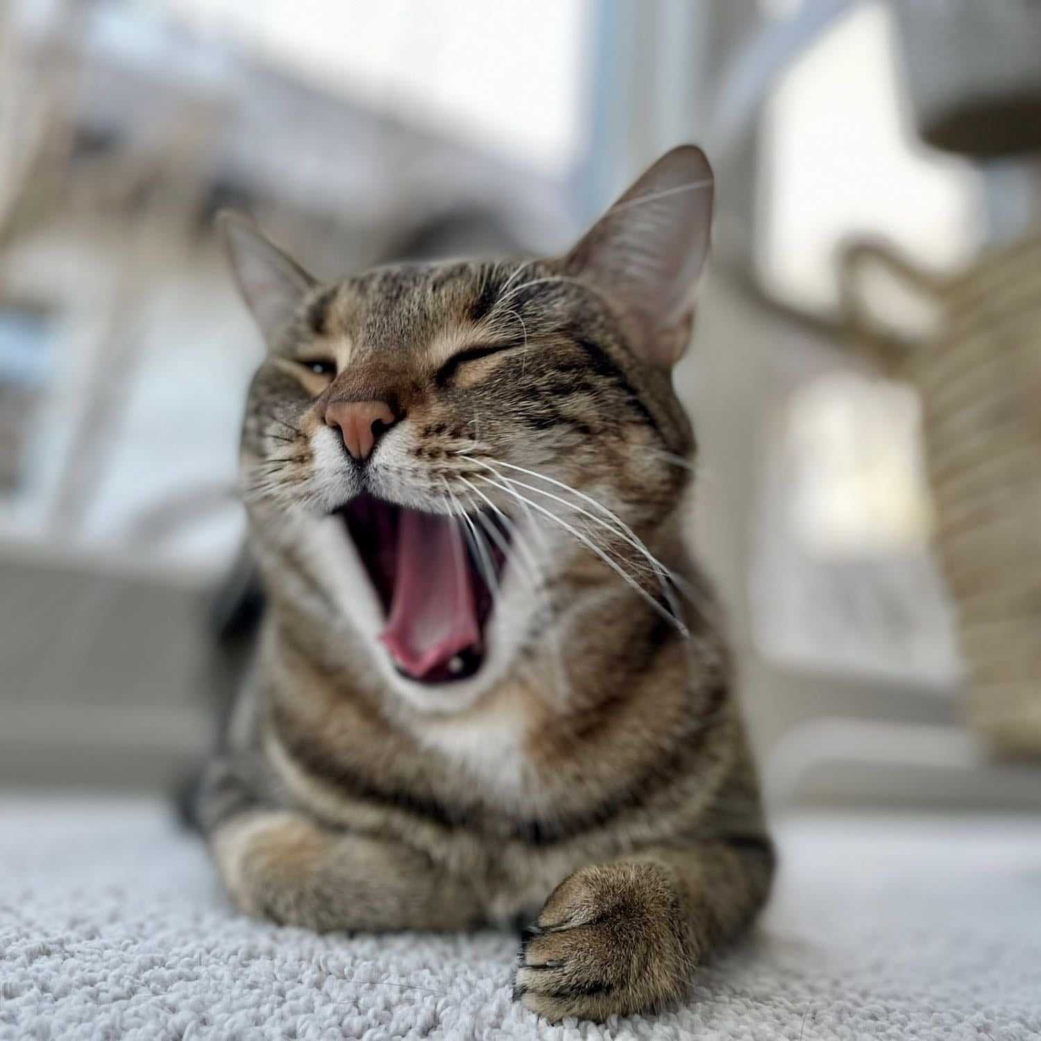 Eddy, Stan und Charly