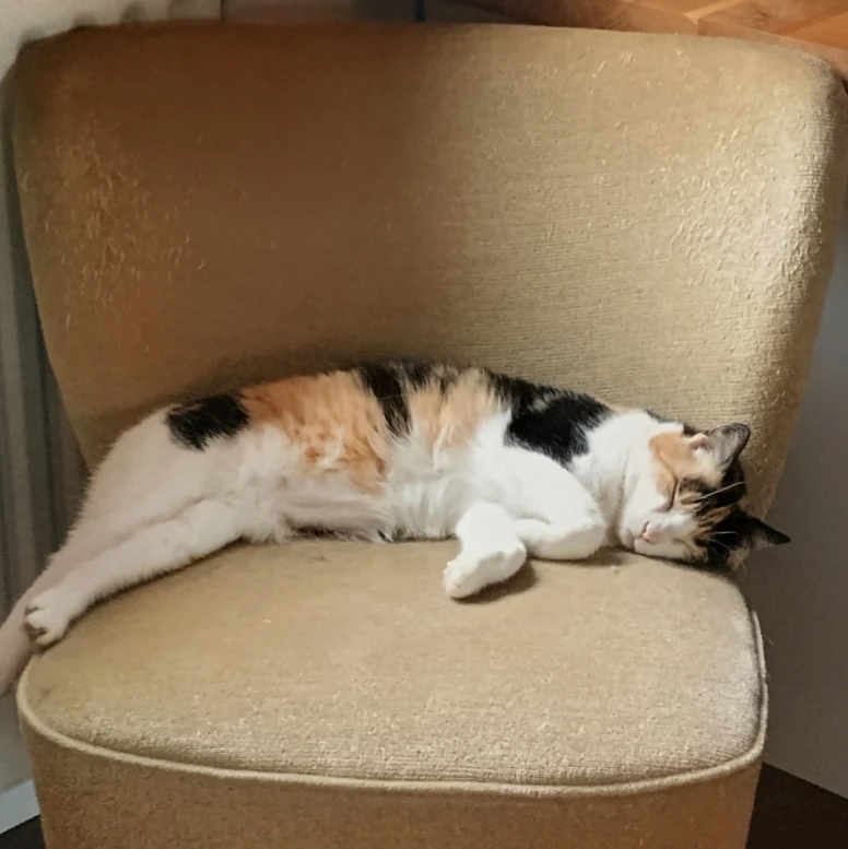 Cleo