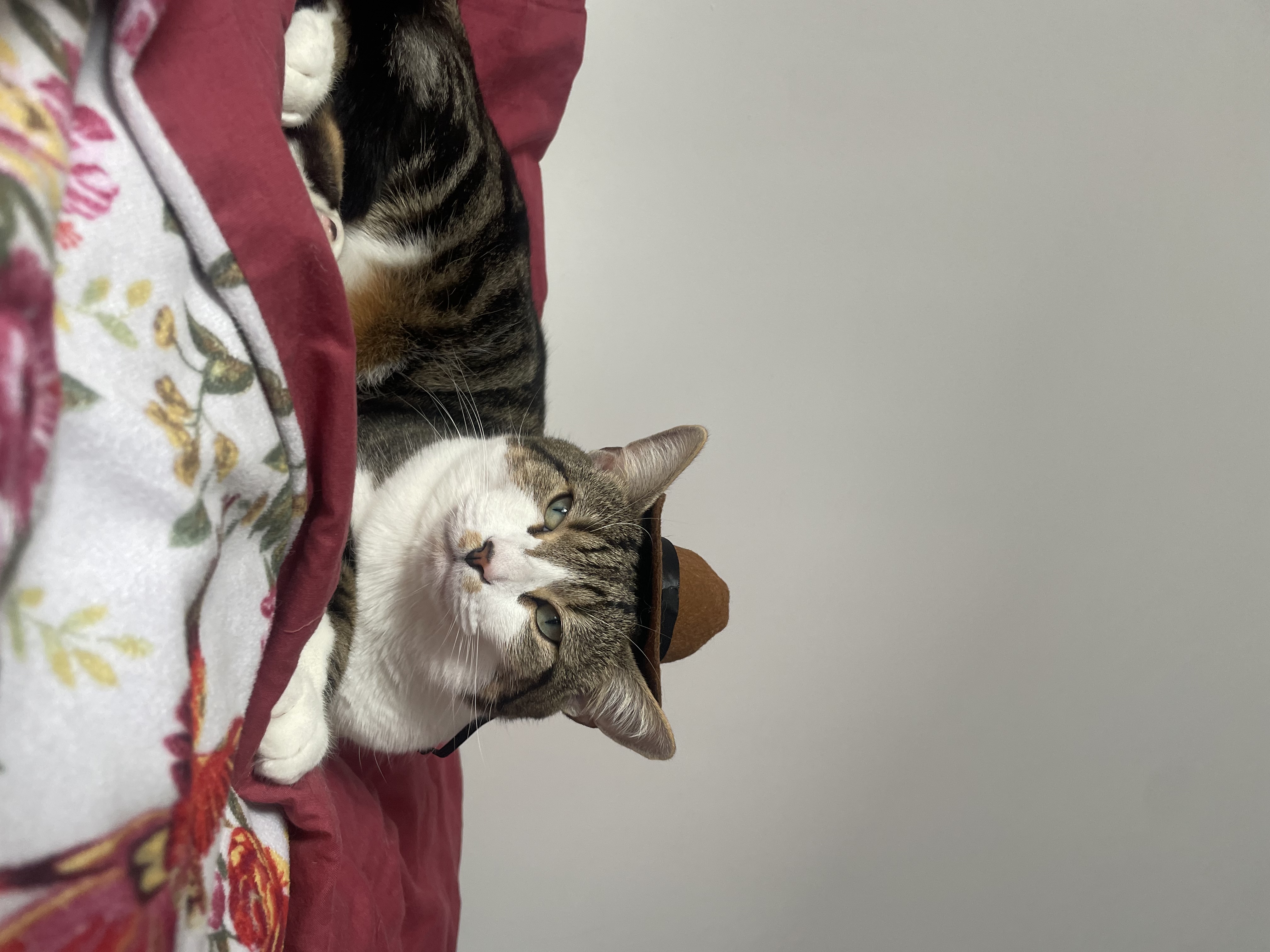 image-7