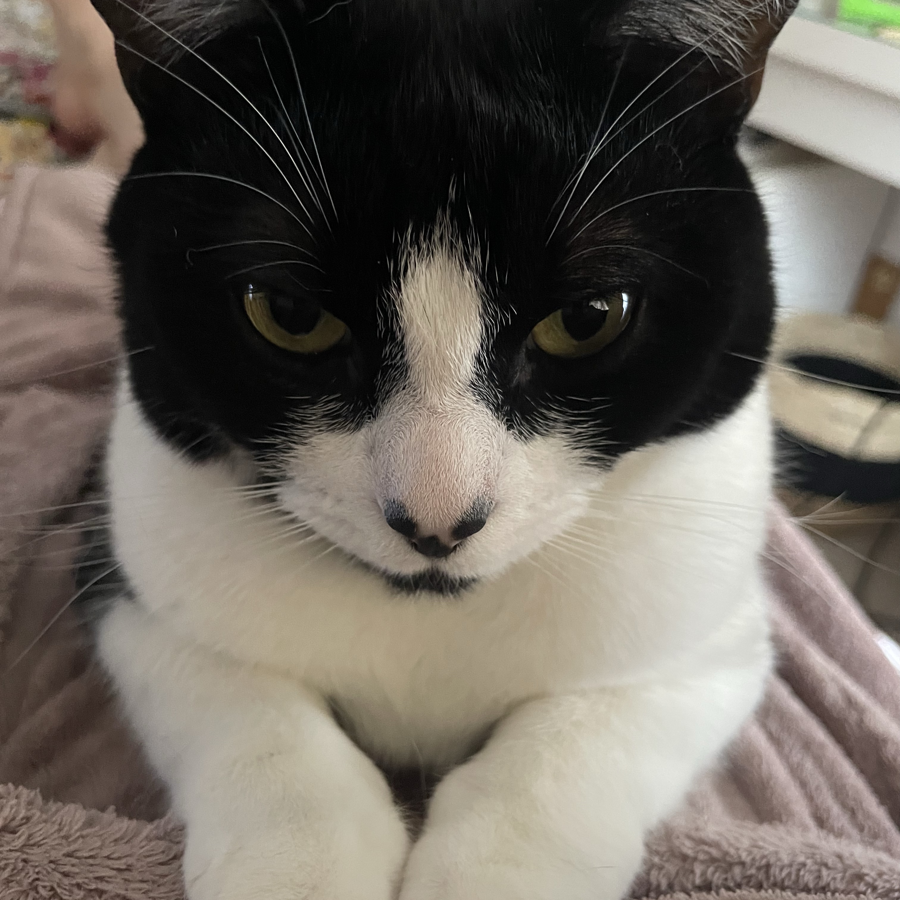 Tilly 