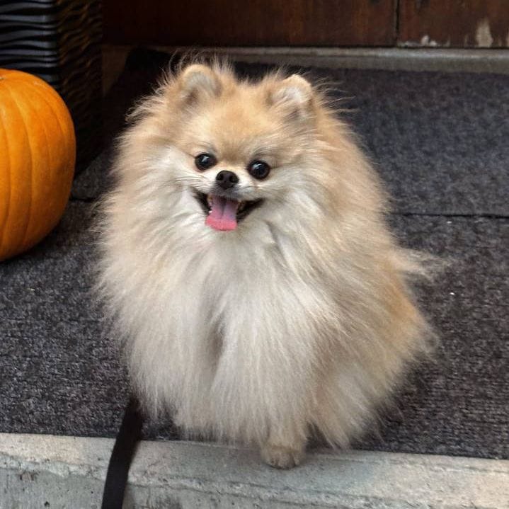 Mason