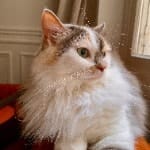 Misky