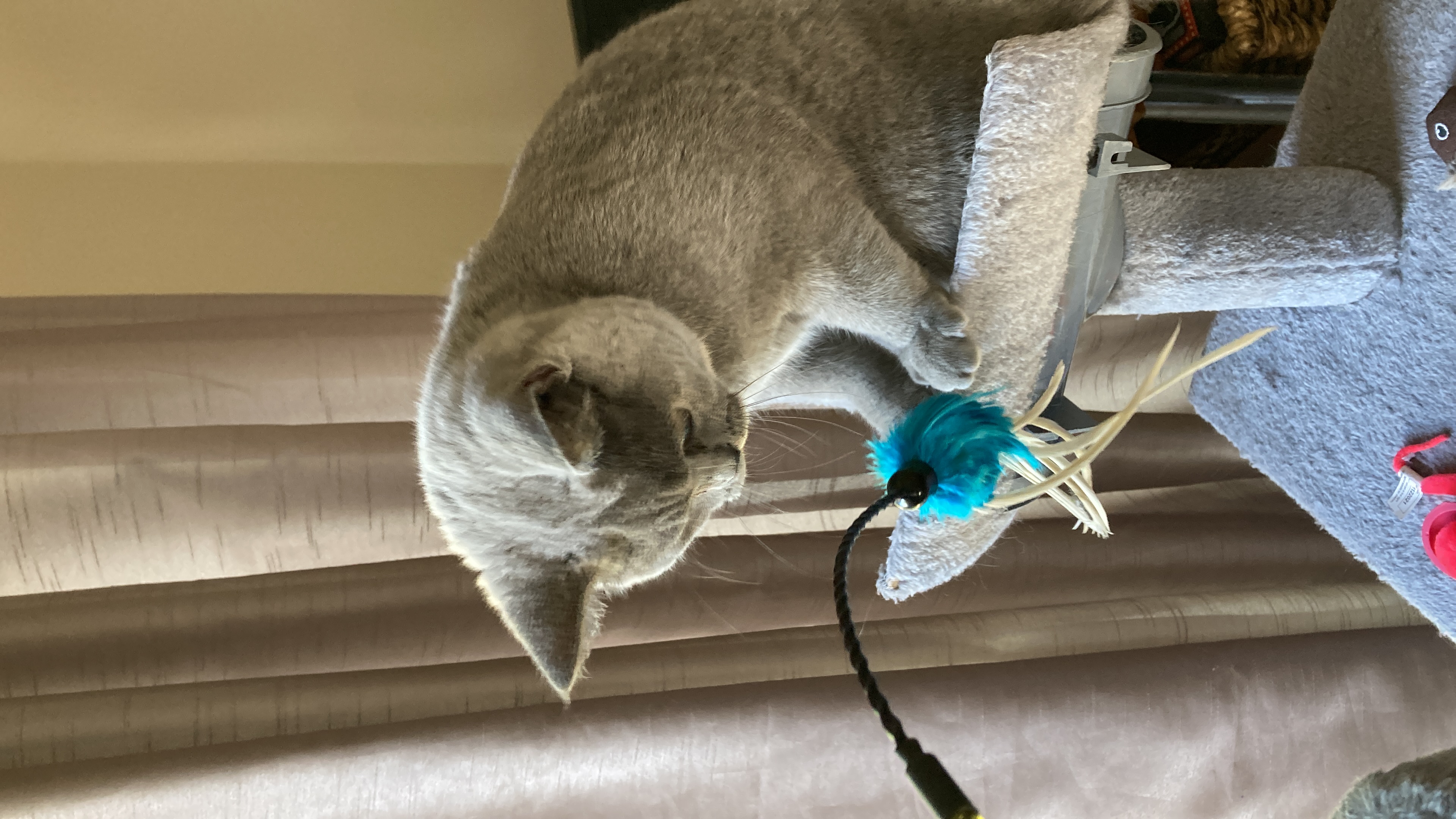 image-4