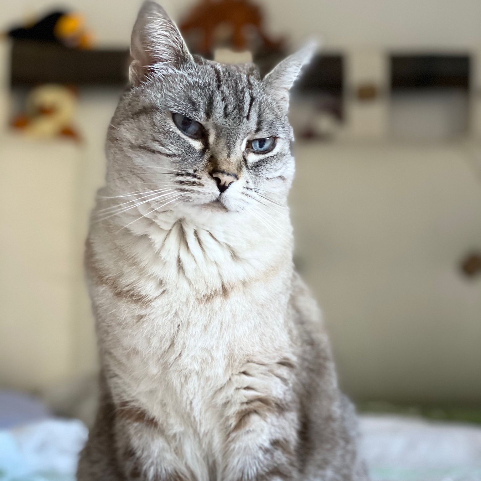 Tigra