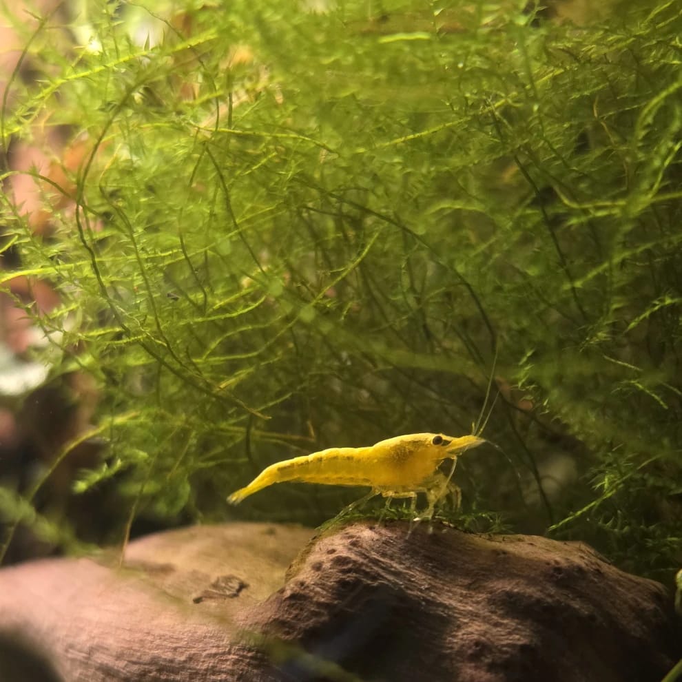 crevettes néocaridina davidii