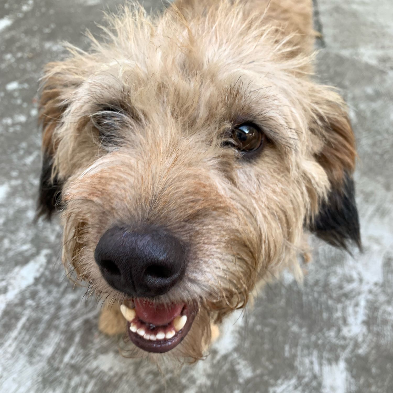 Rudi