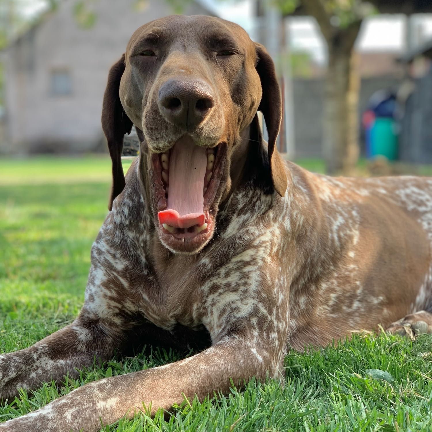 Cezar