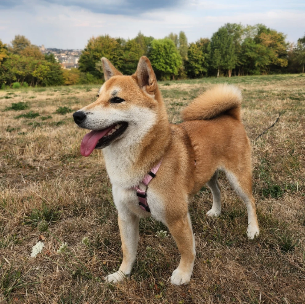 yoshi