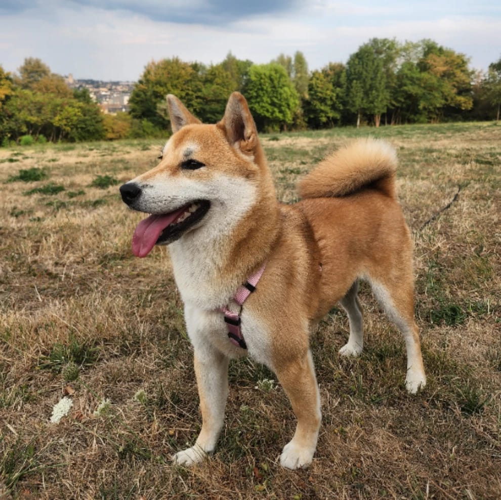 yoshi