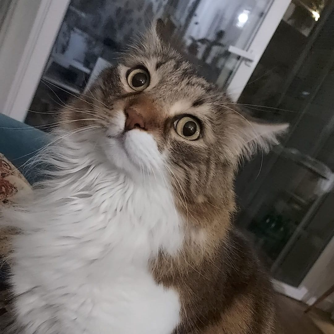 Trjegul