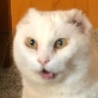Ybytu