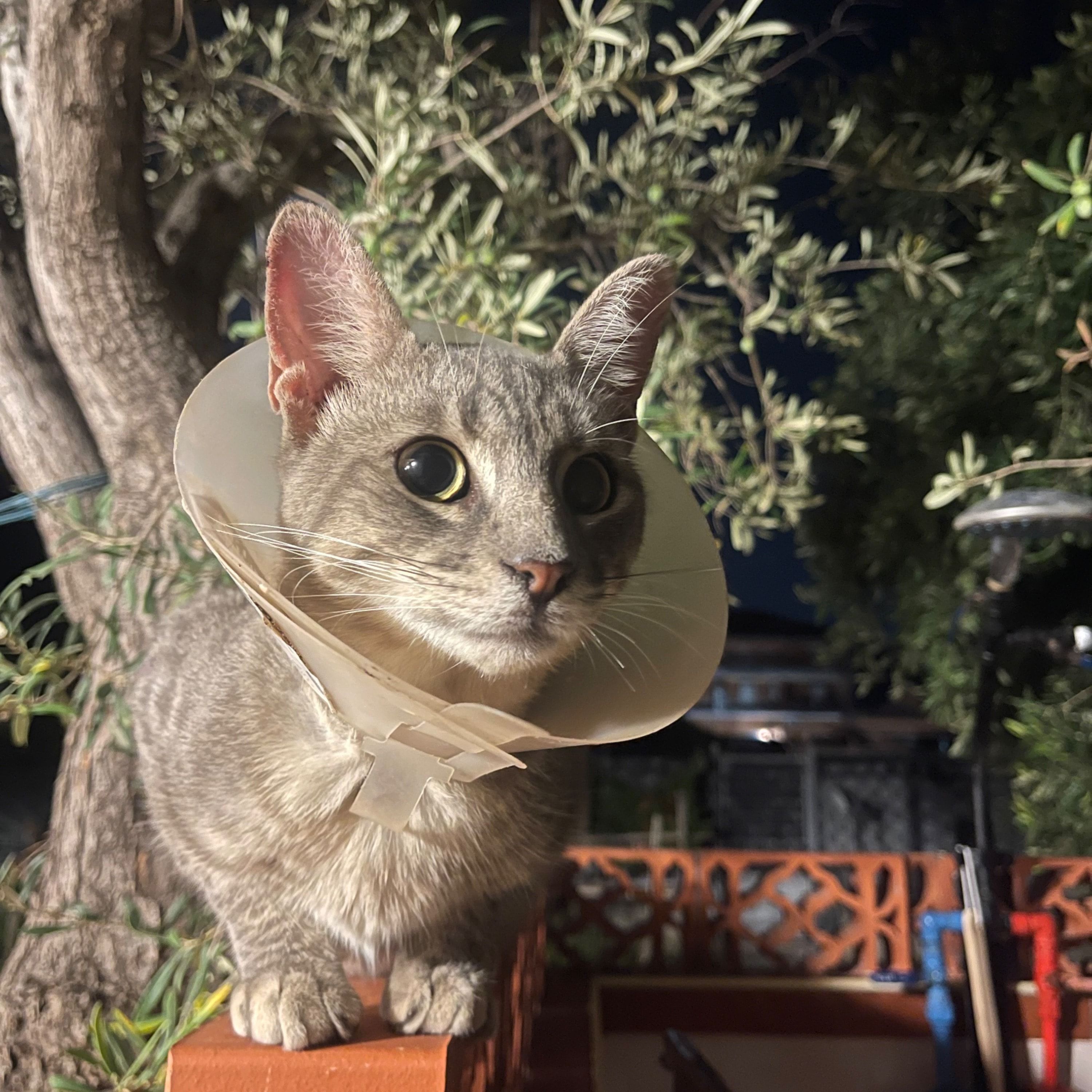 Tigre