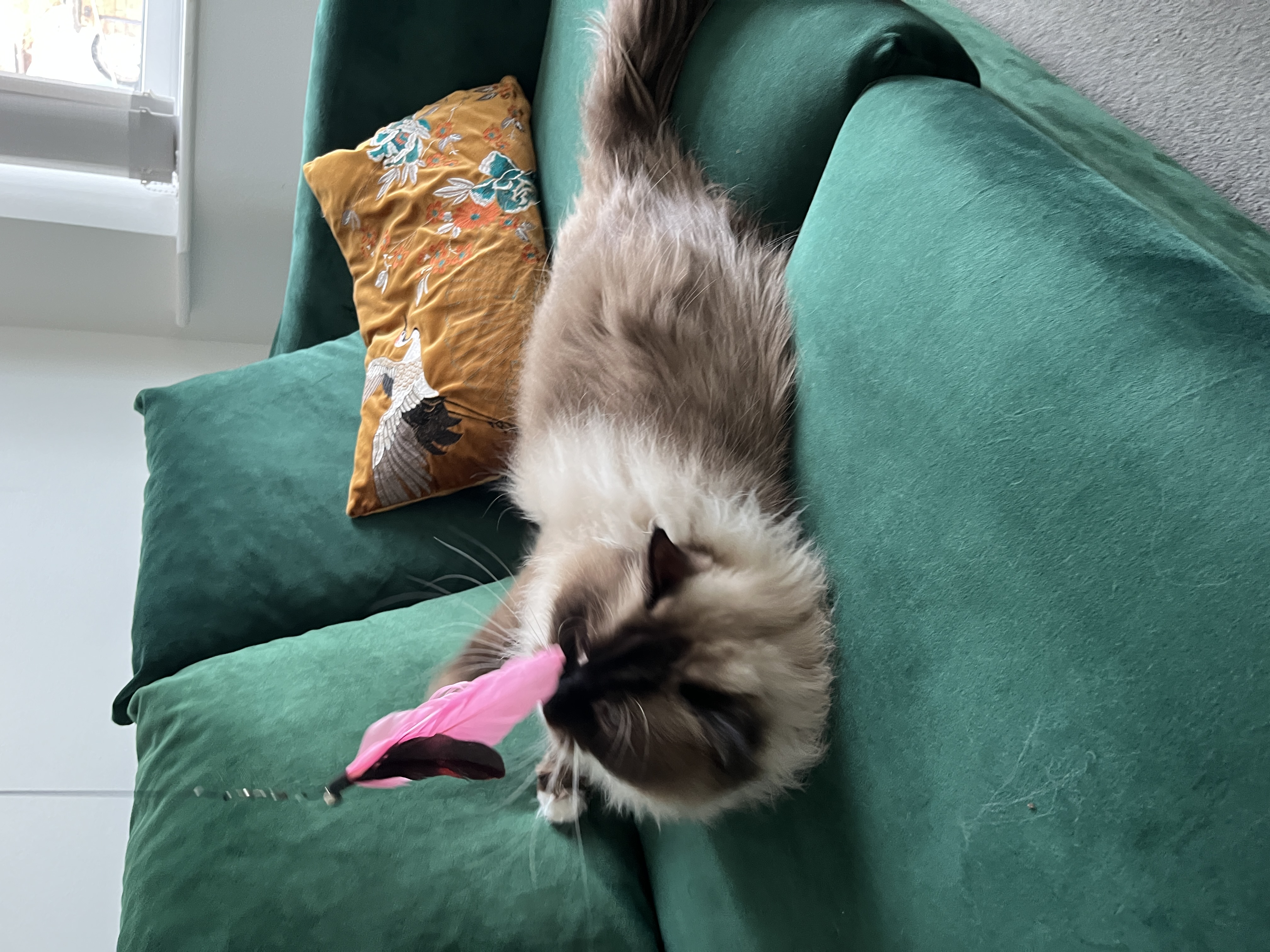 image-6
