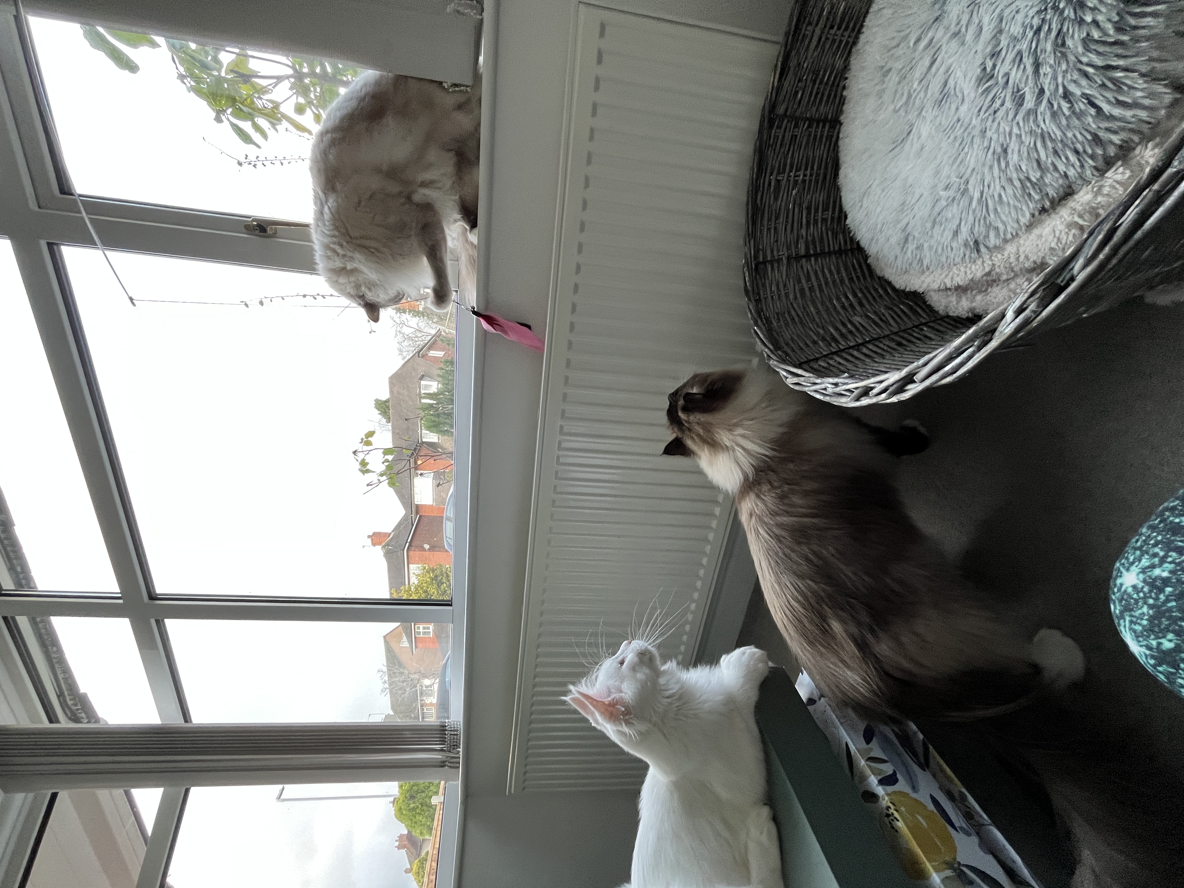 image-5