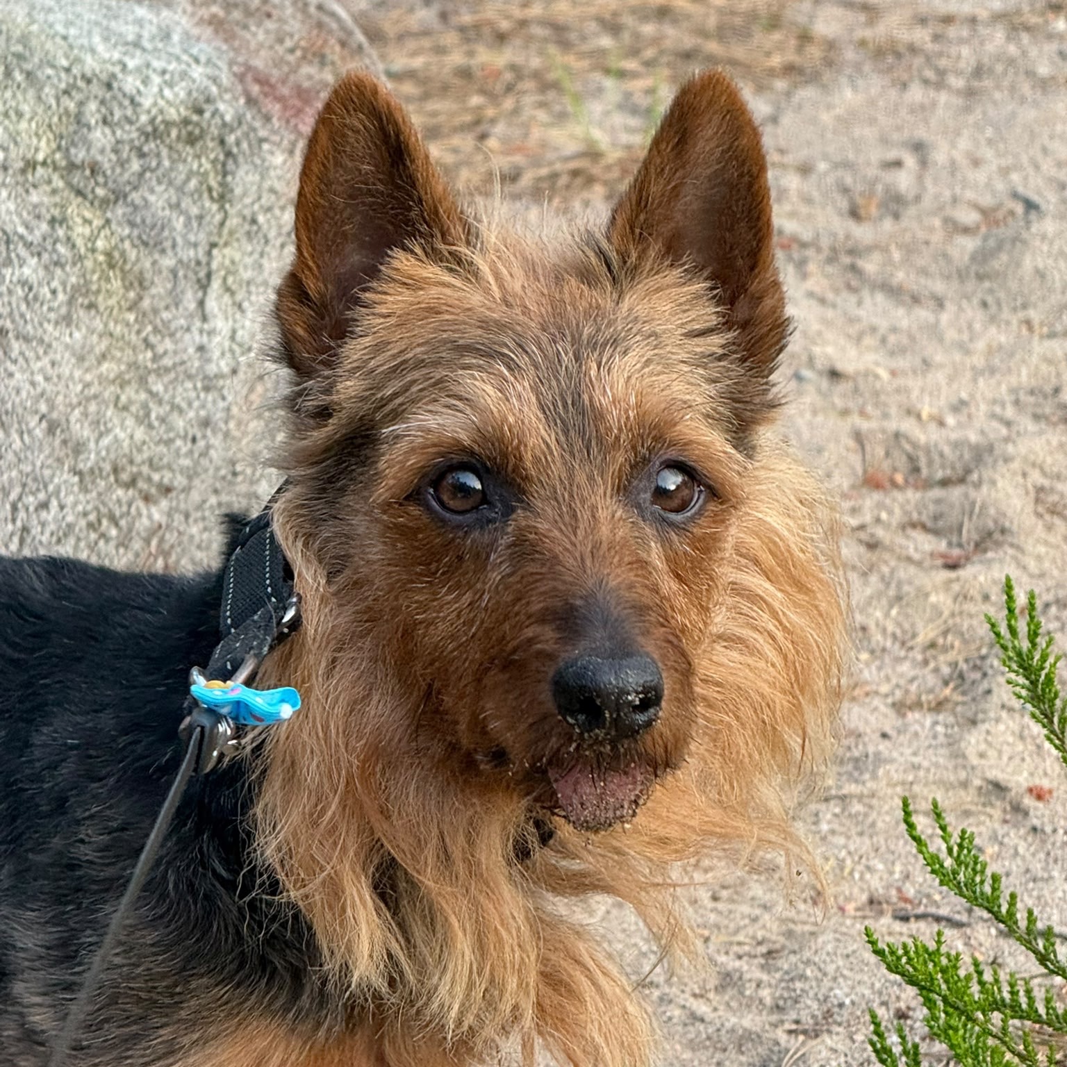 Pikke