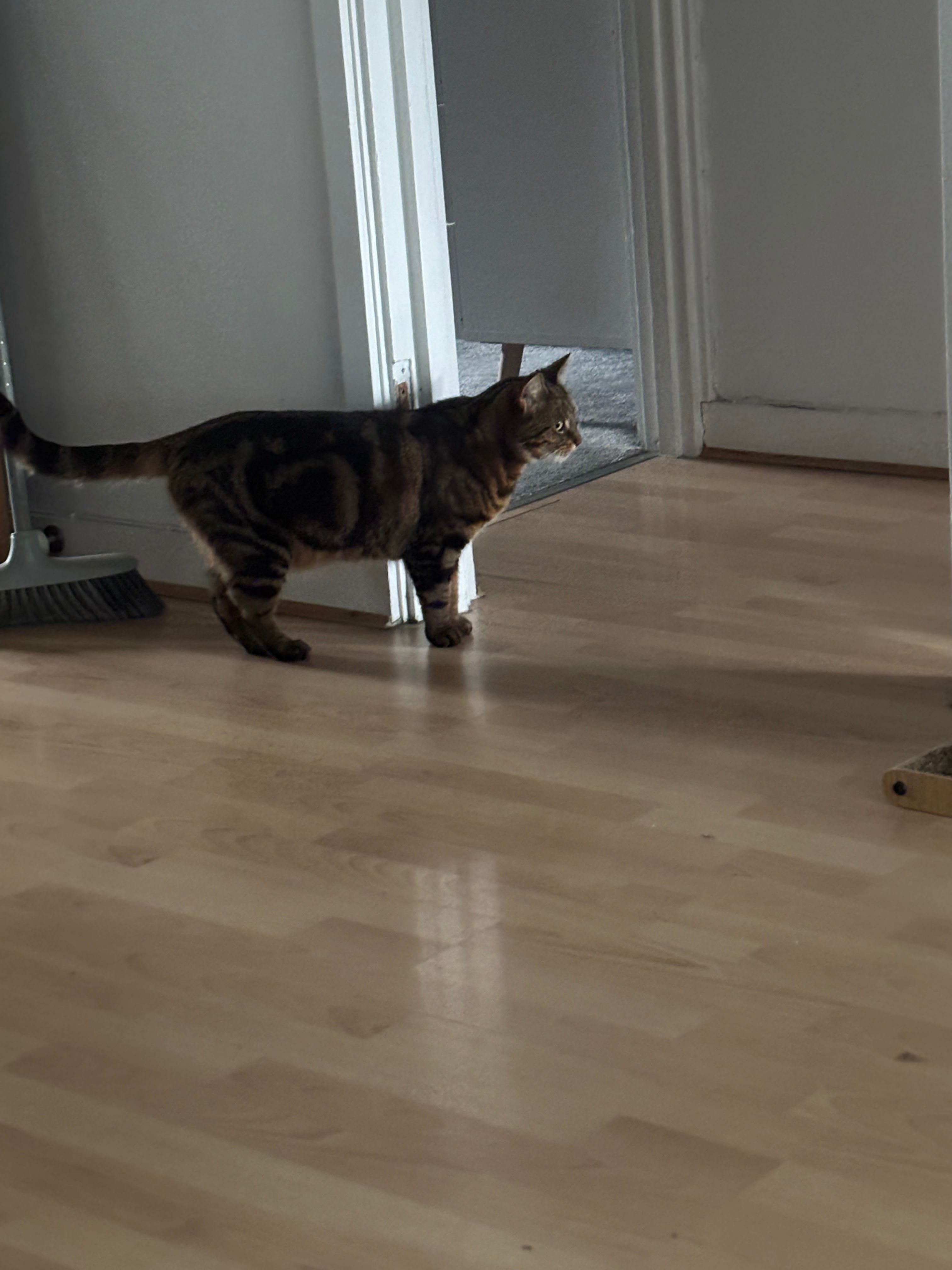 image-7