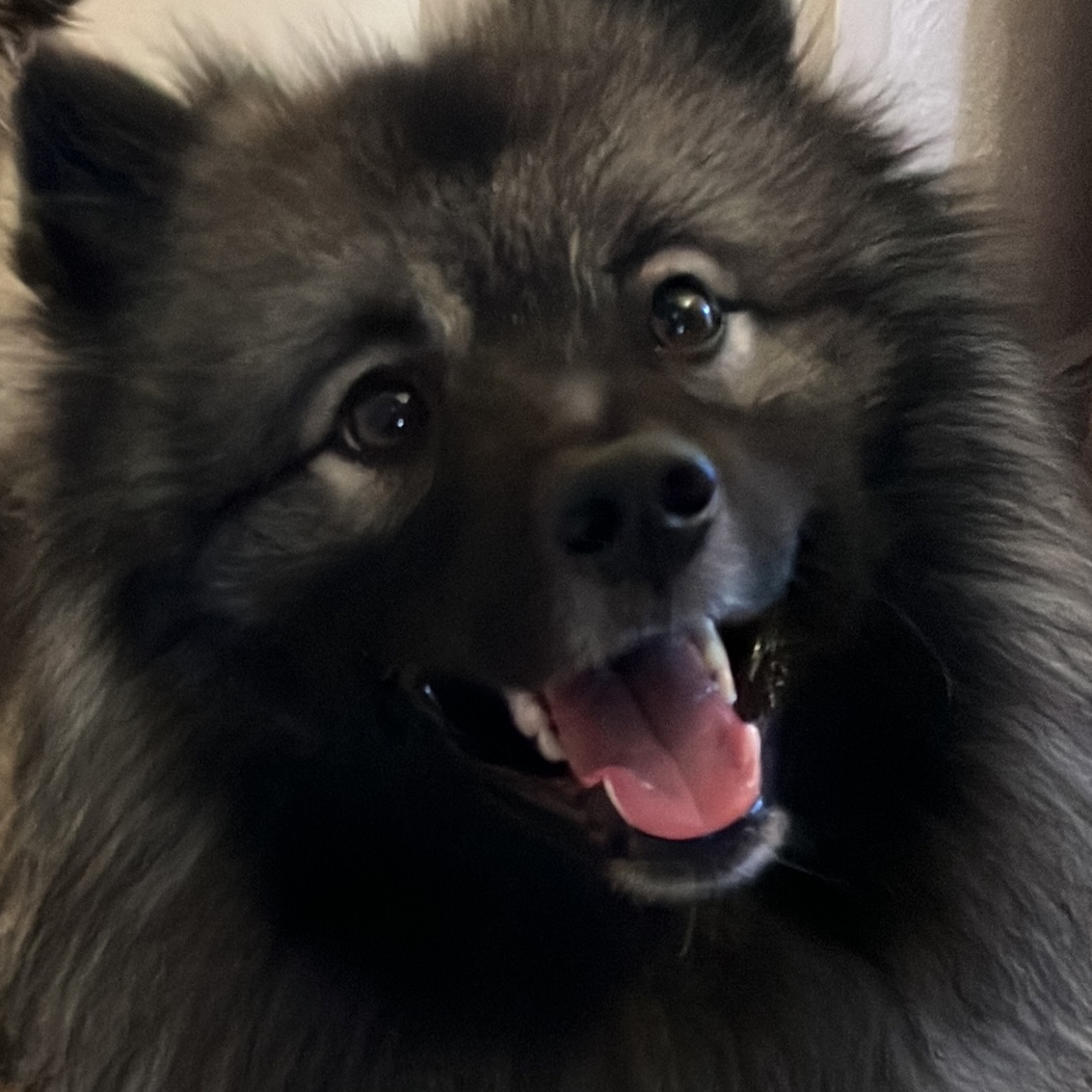 Balou