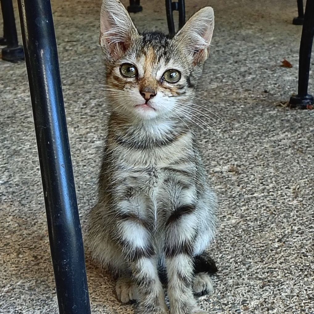 Pippi