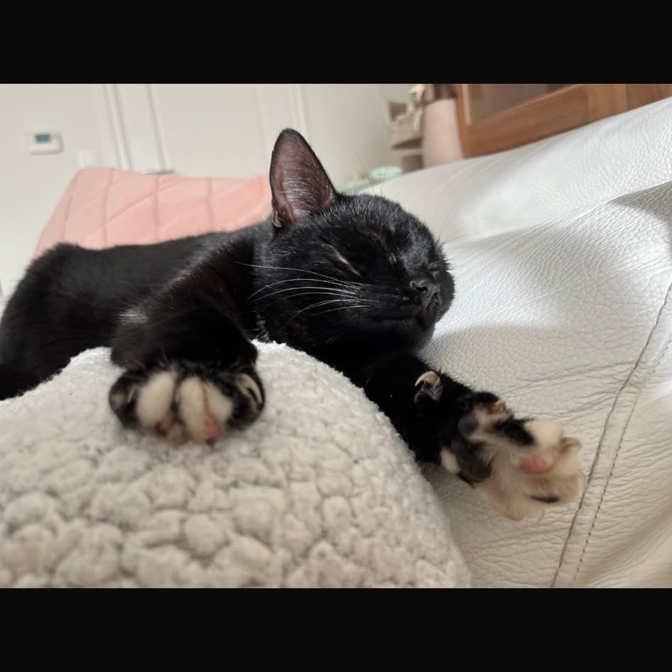 zazou
