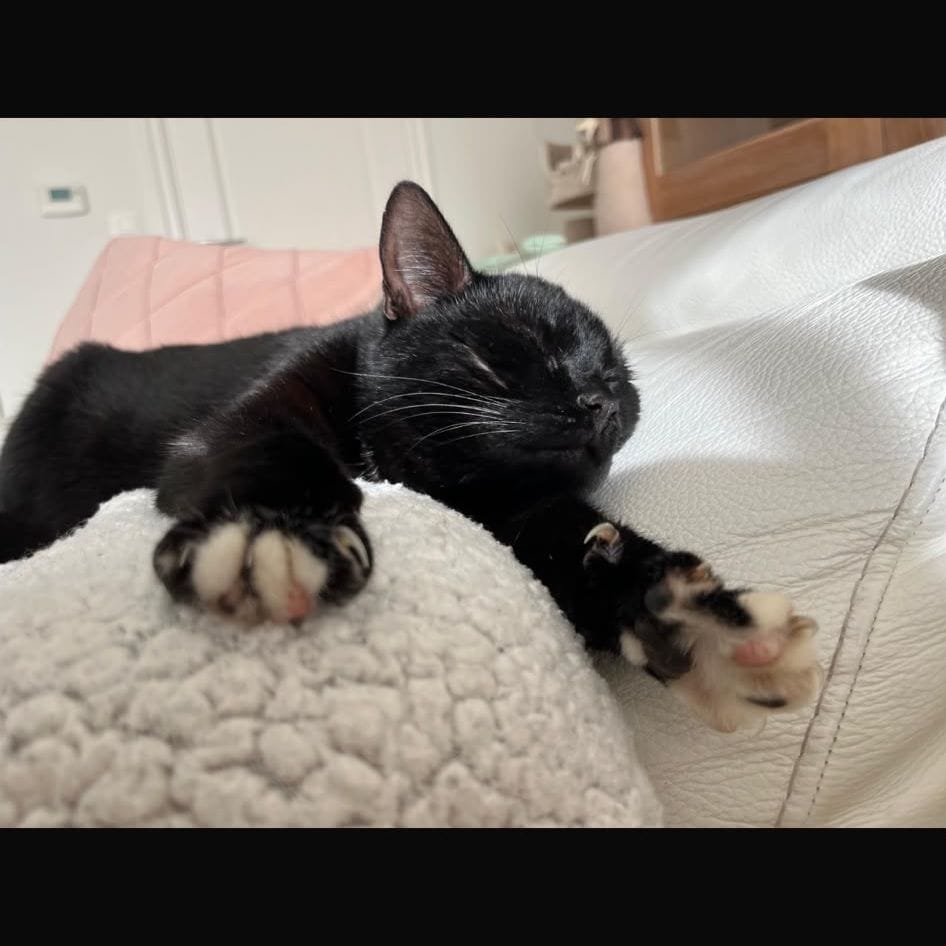 zazou