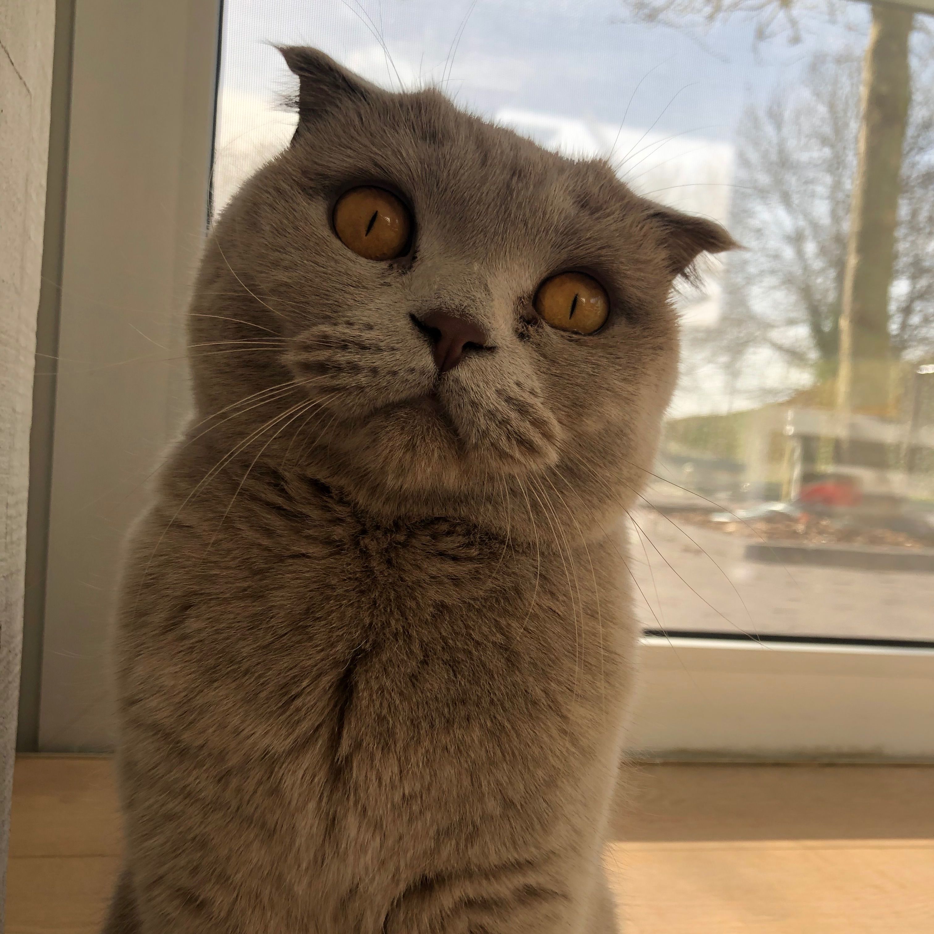 Lola