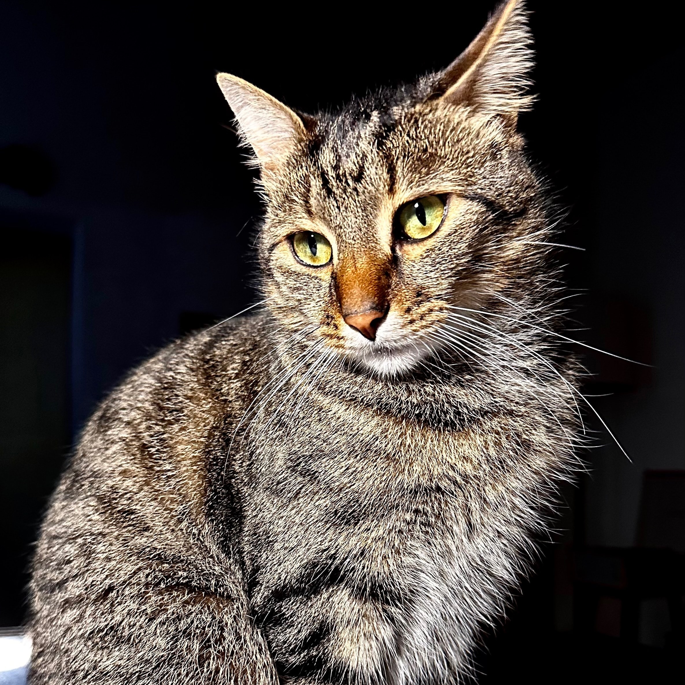 Alvin