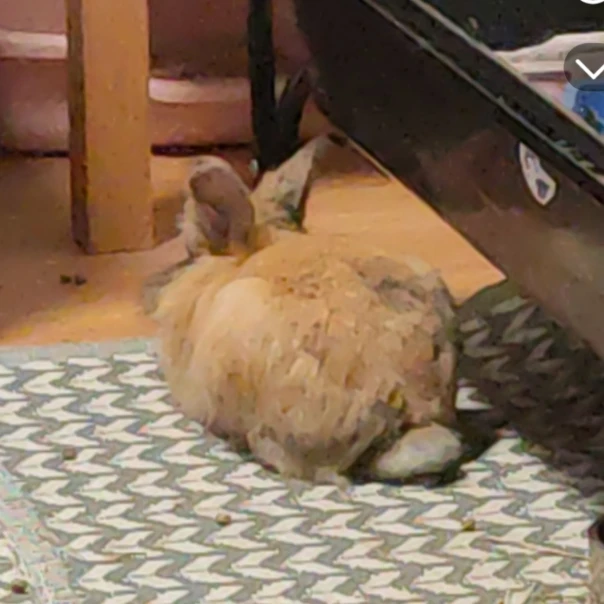 Pikkupupu
