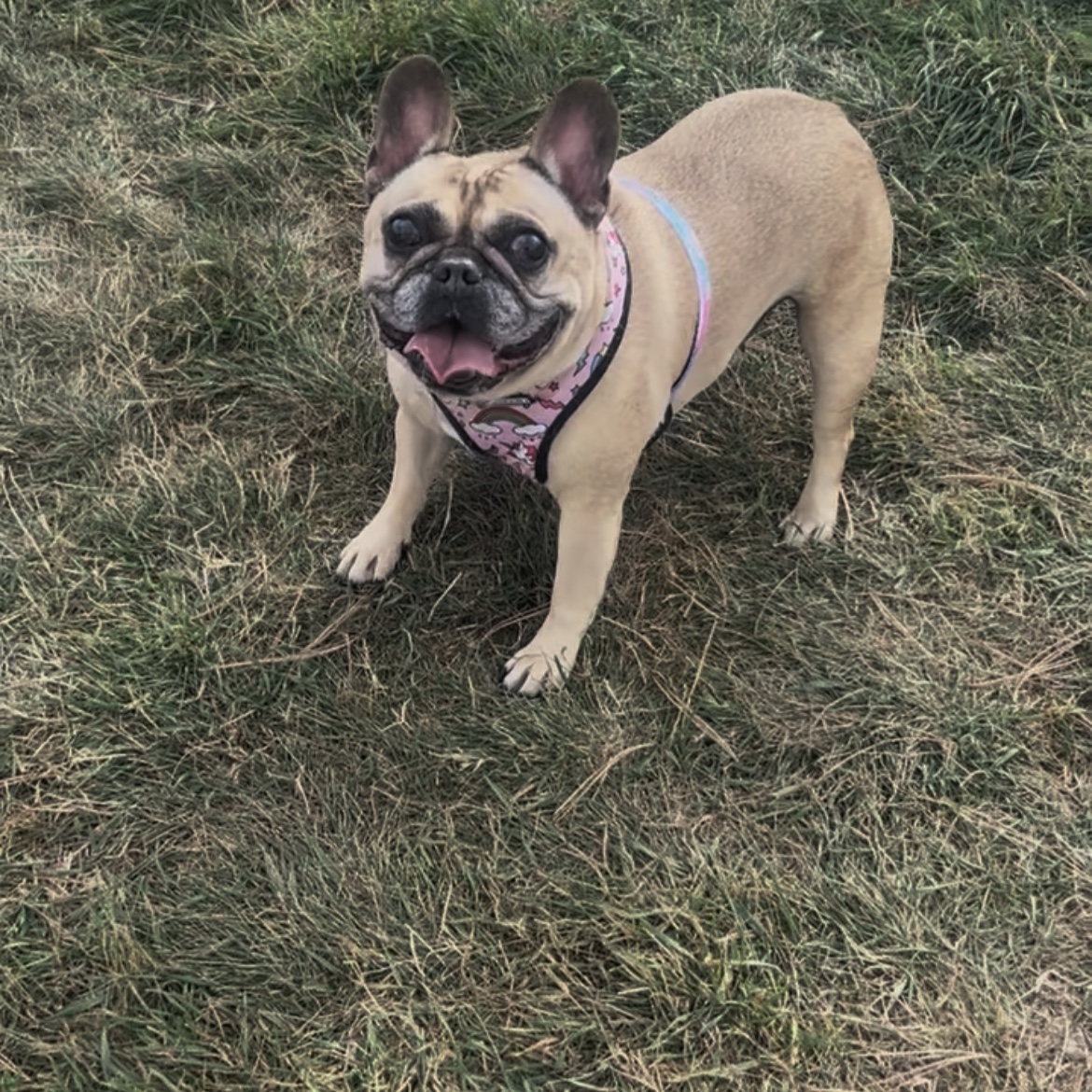 Delilah 