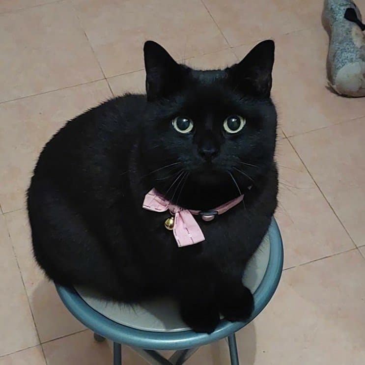 Simon