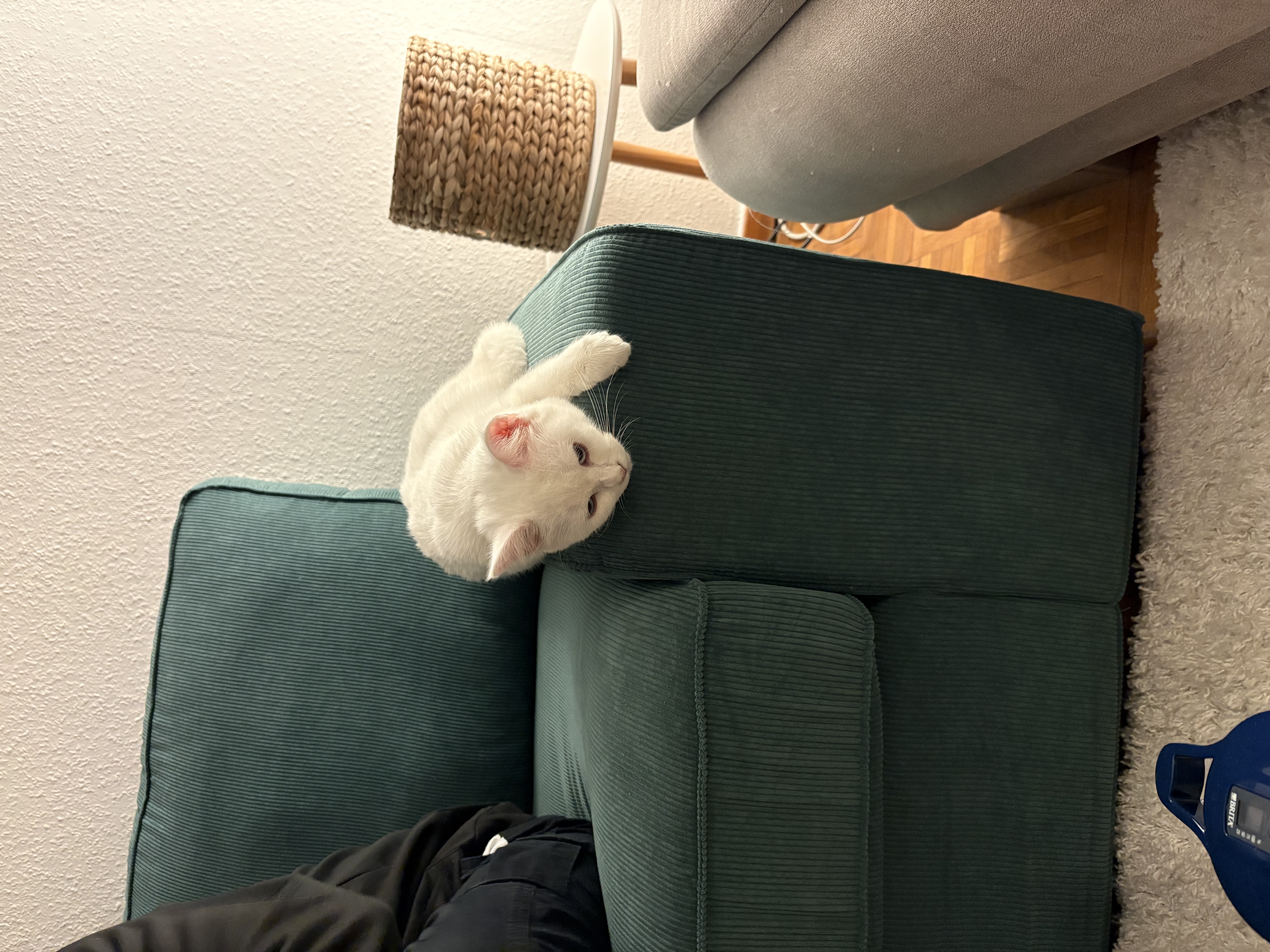 image-7