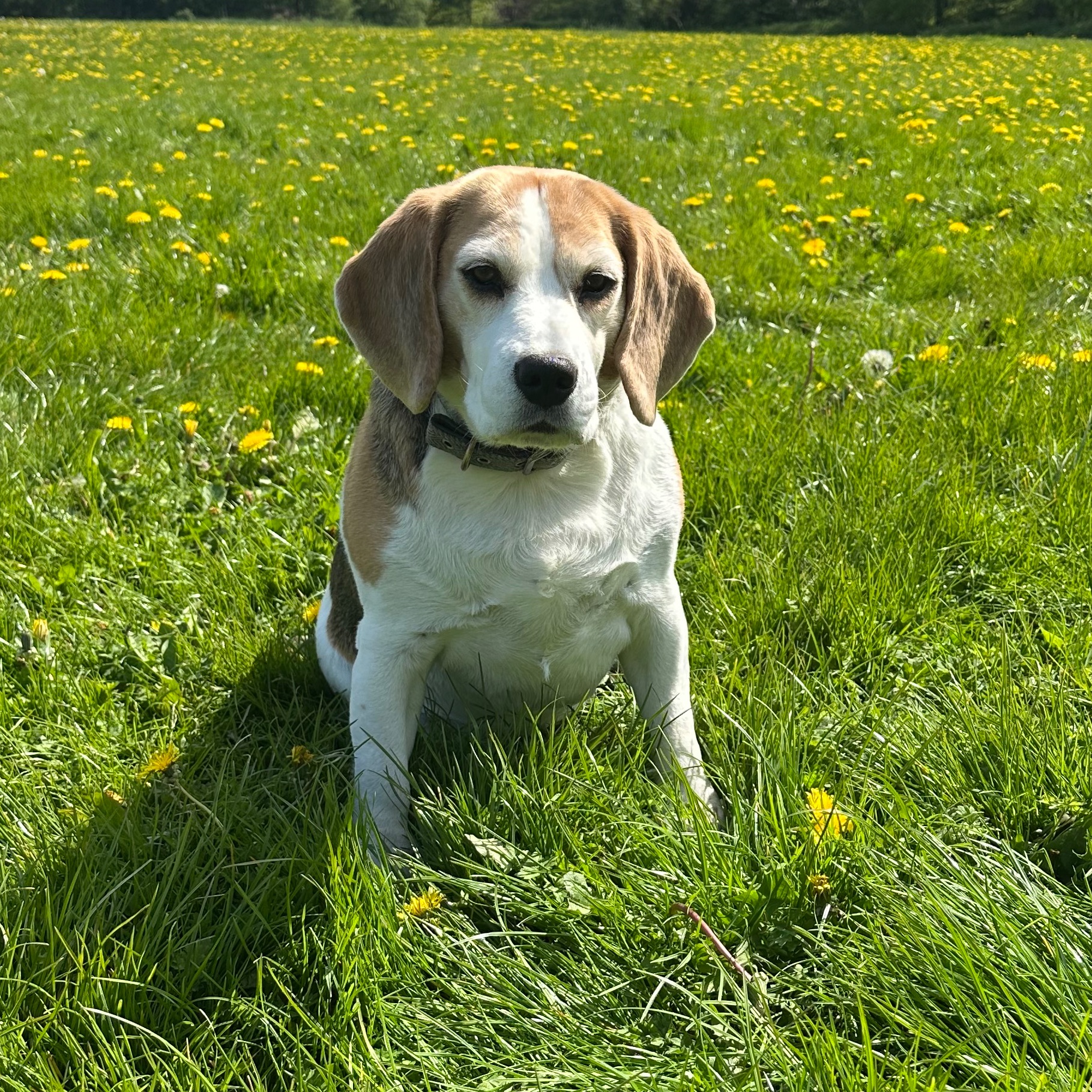 Maggie