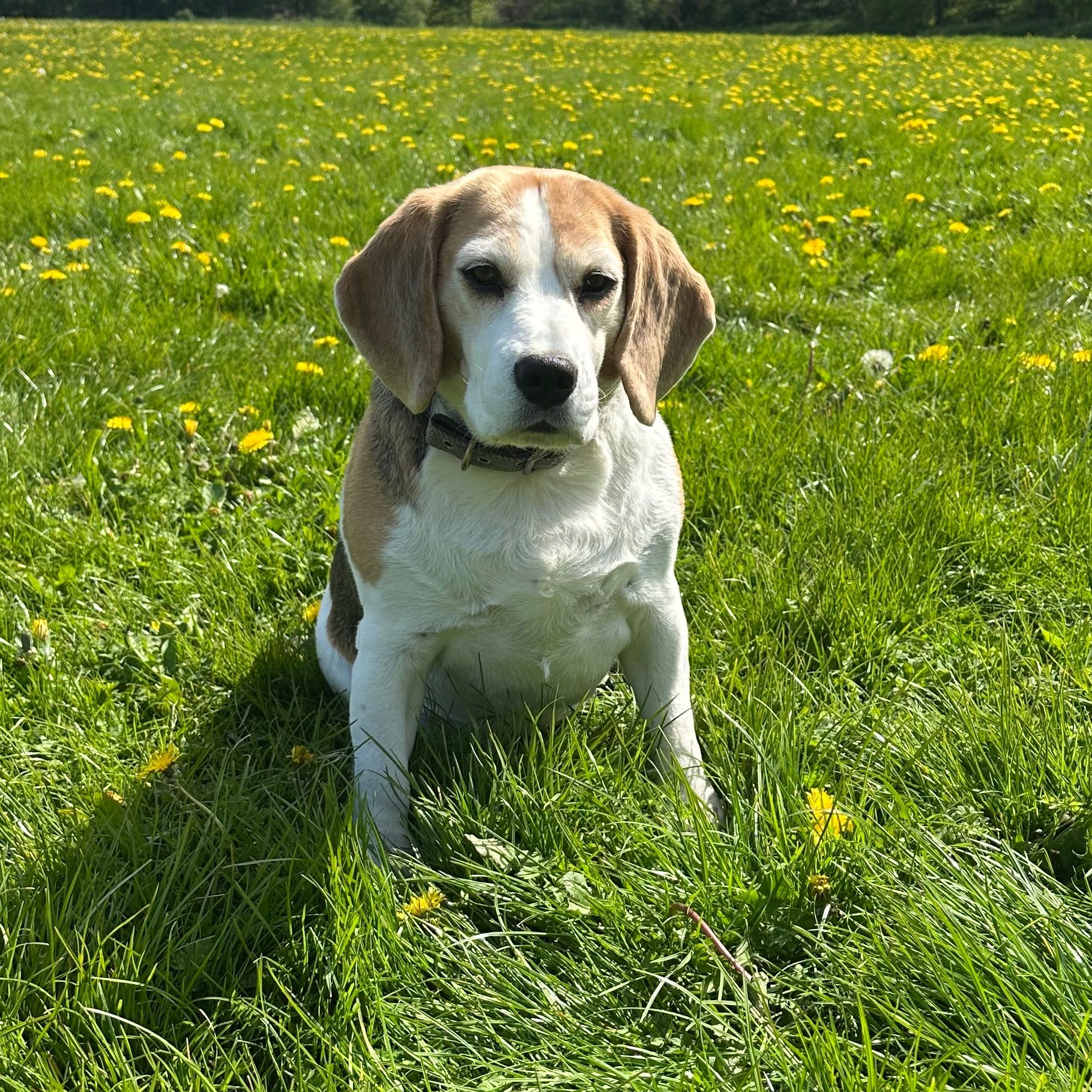 Maggie