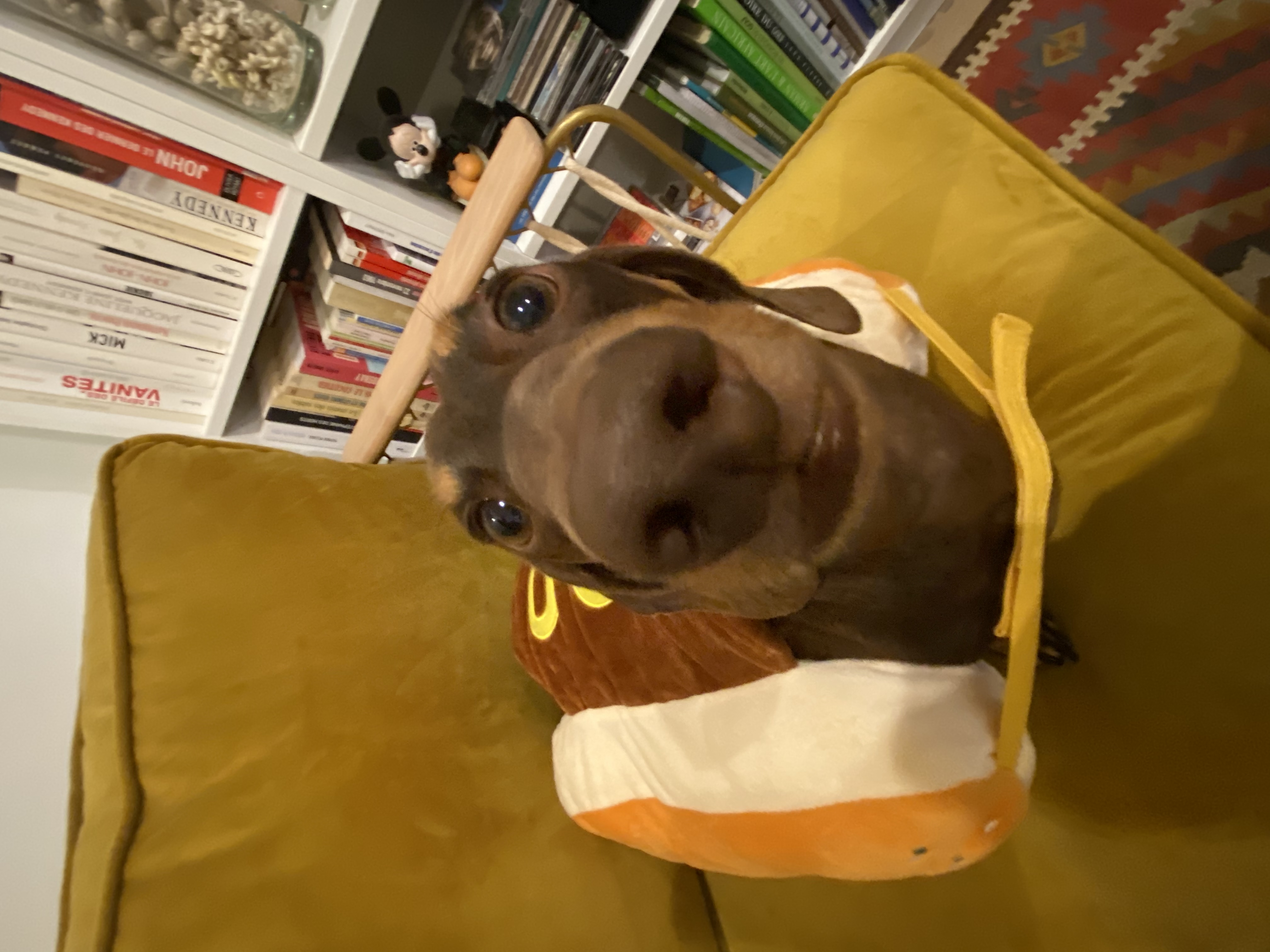 image-6