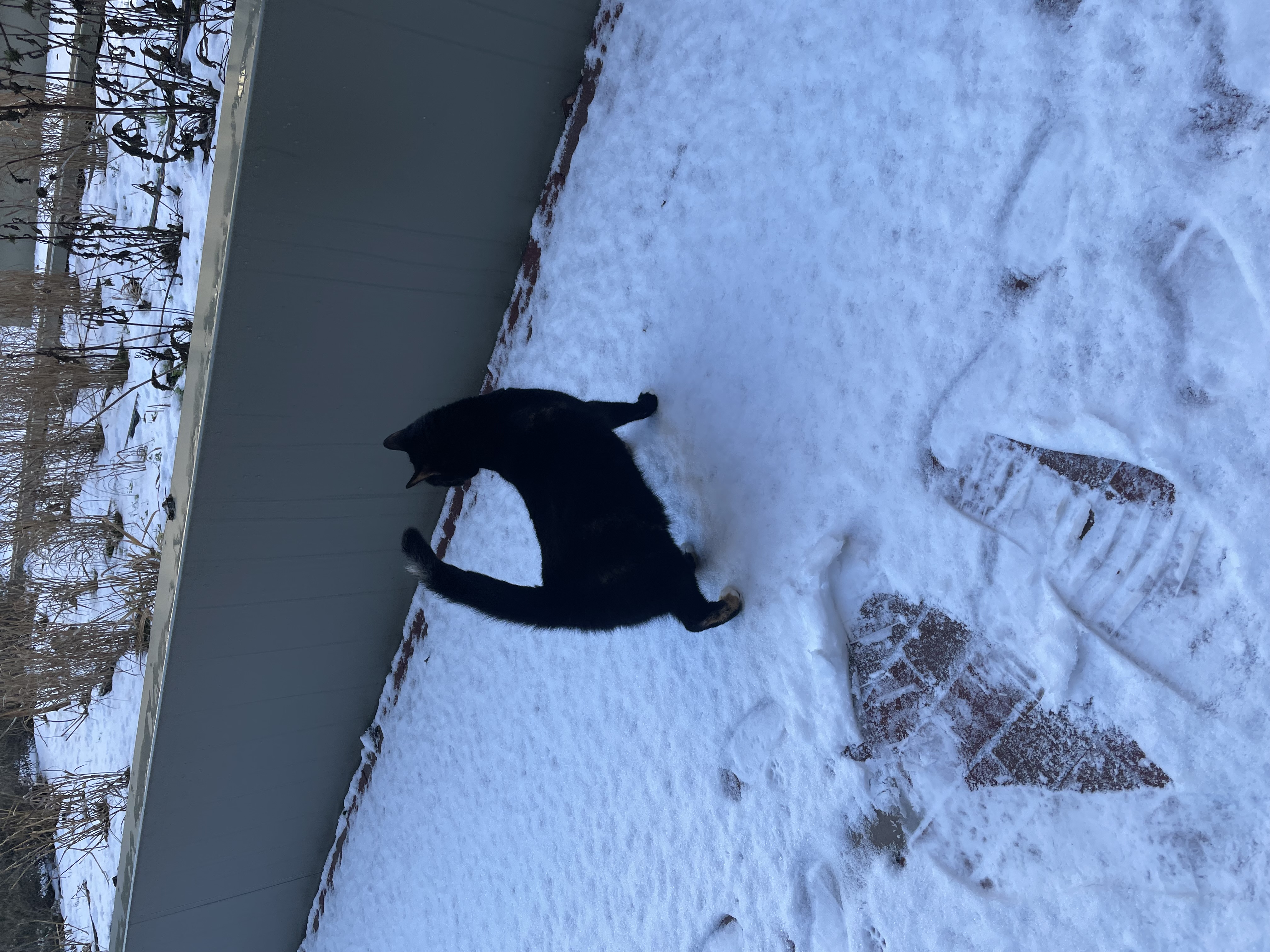 image-4