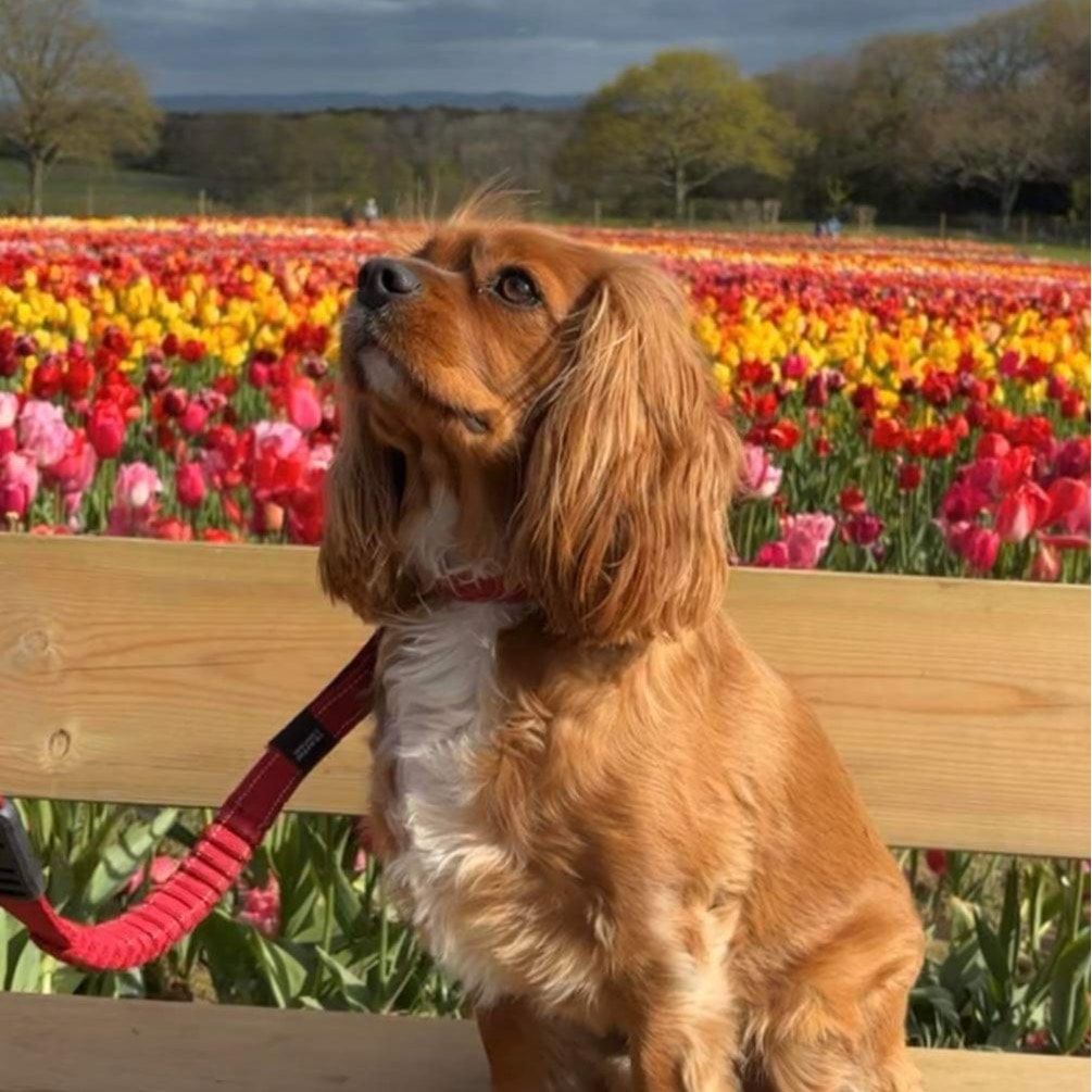 Cooper