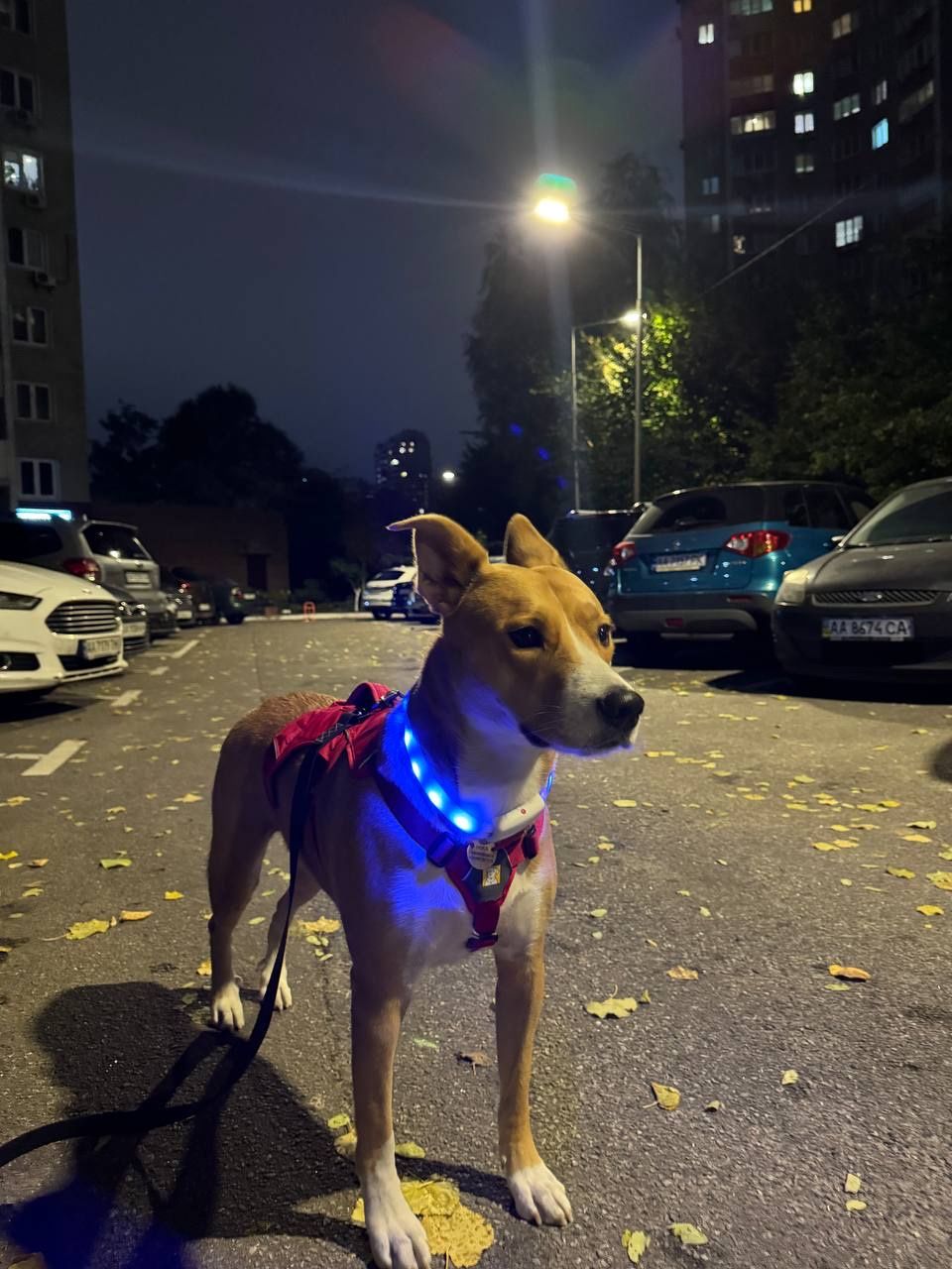 image-10