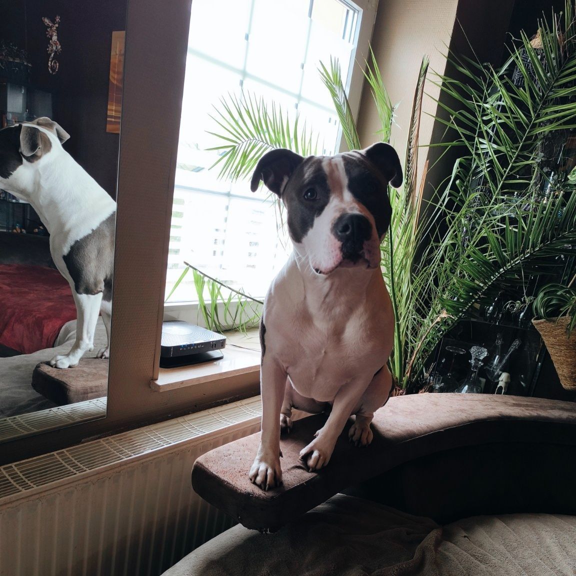 Harley