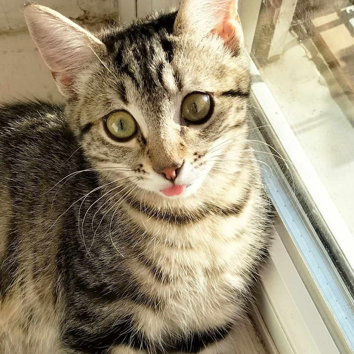 Moussaillon (Mousse)