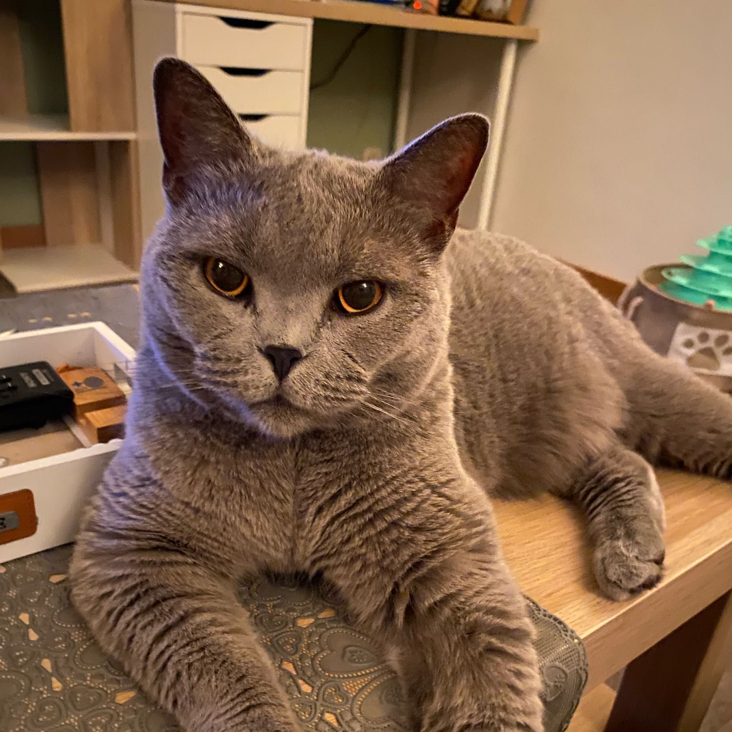 Féline