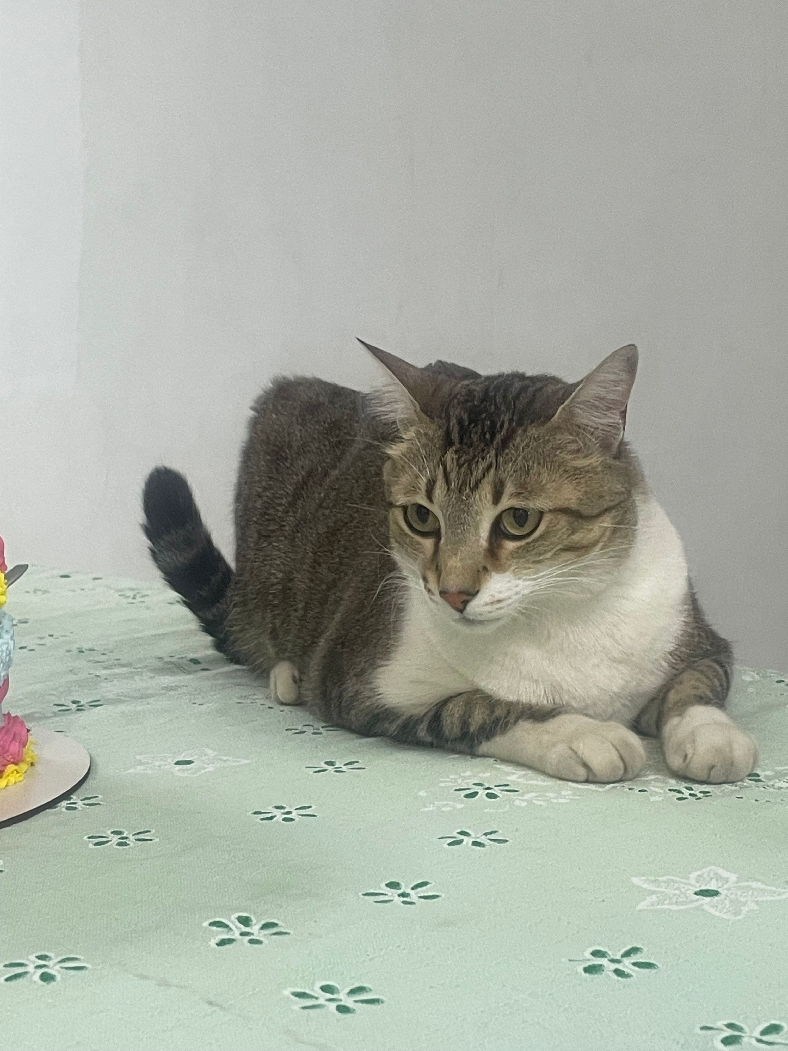 image-11
