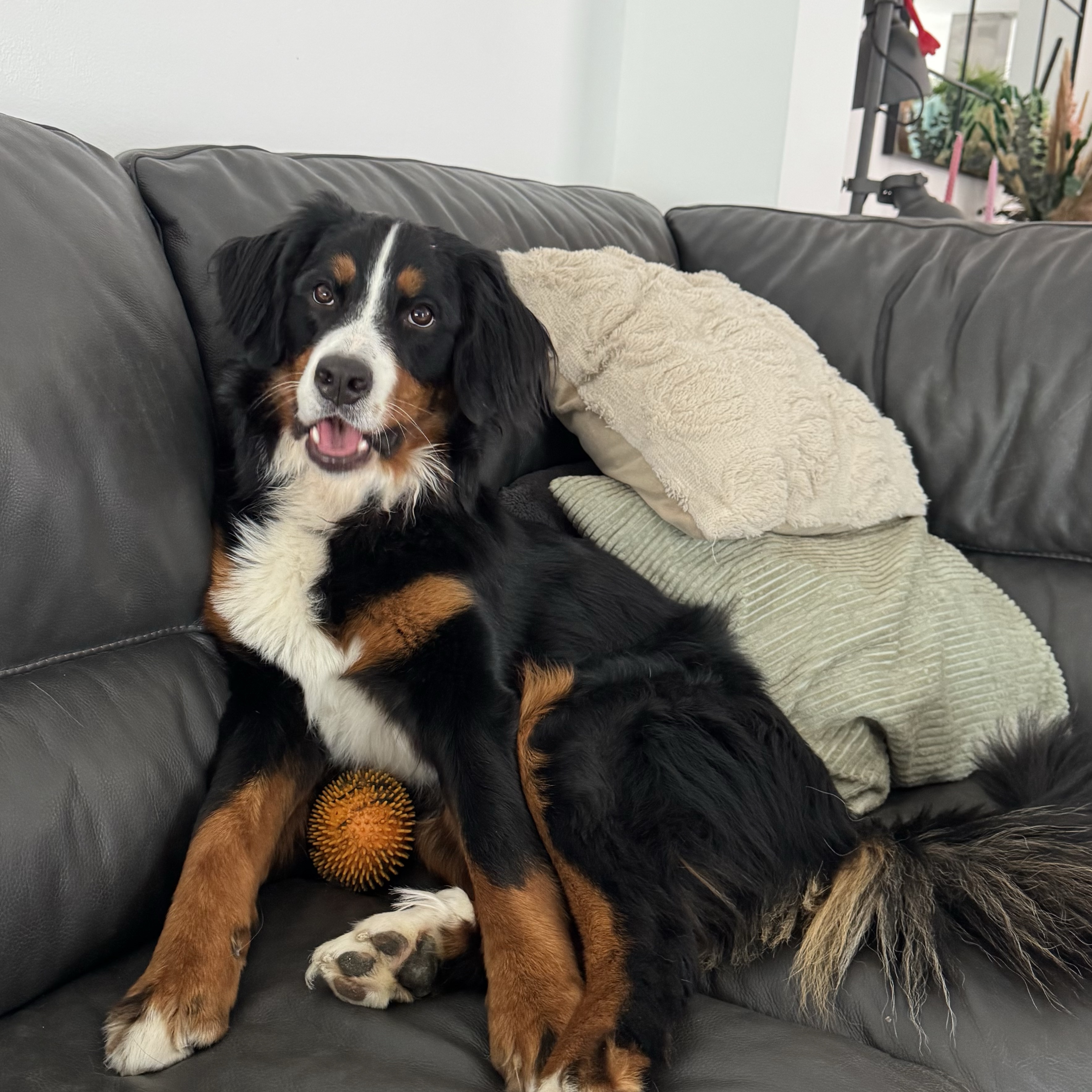 Bella