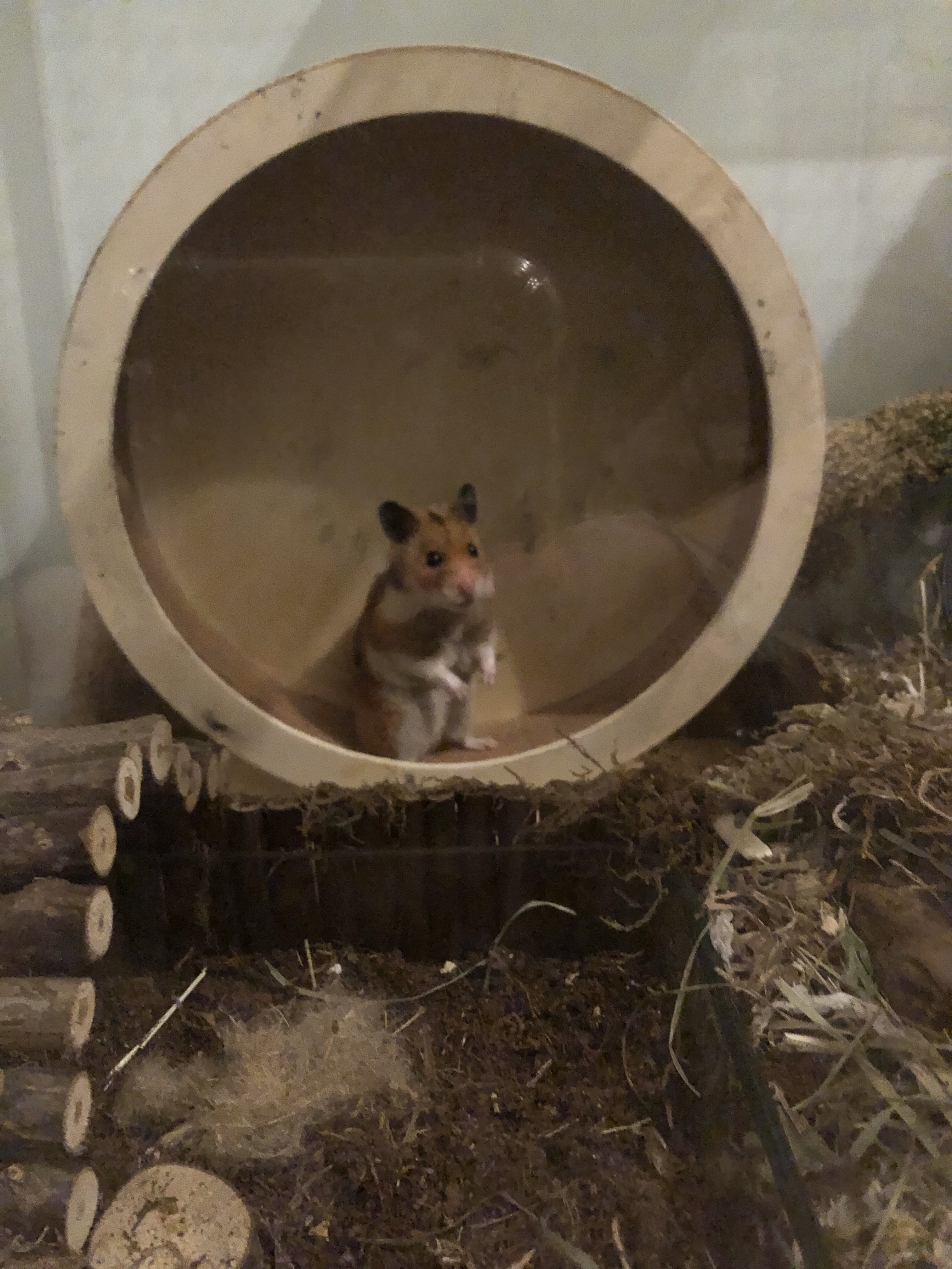 image-11