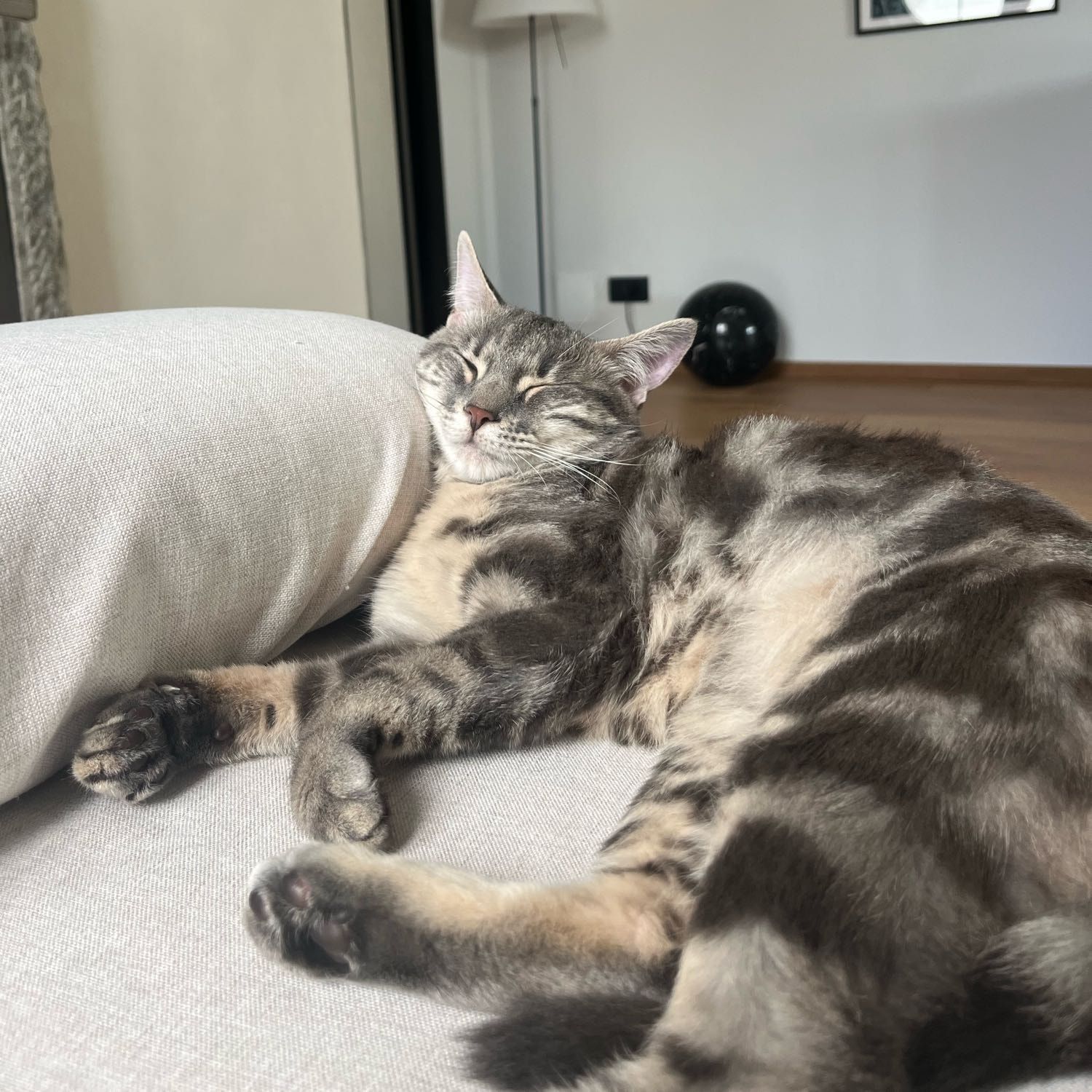 Pipa